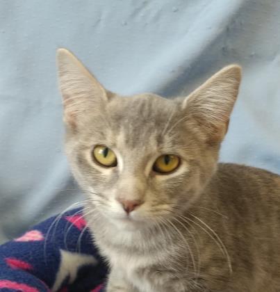 Tara, Adopted, Adult Female Domestic Short Hair.