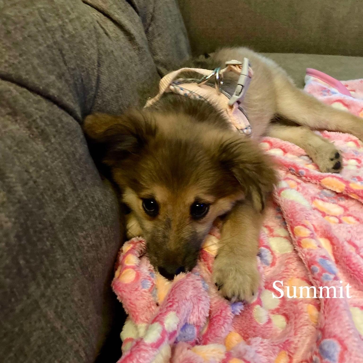 Dog for adoption Summit, a Chihuahua Mix in Palos Heights, IL Petfinder