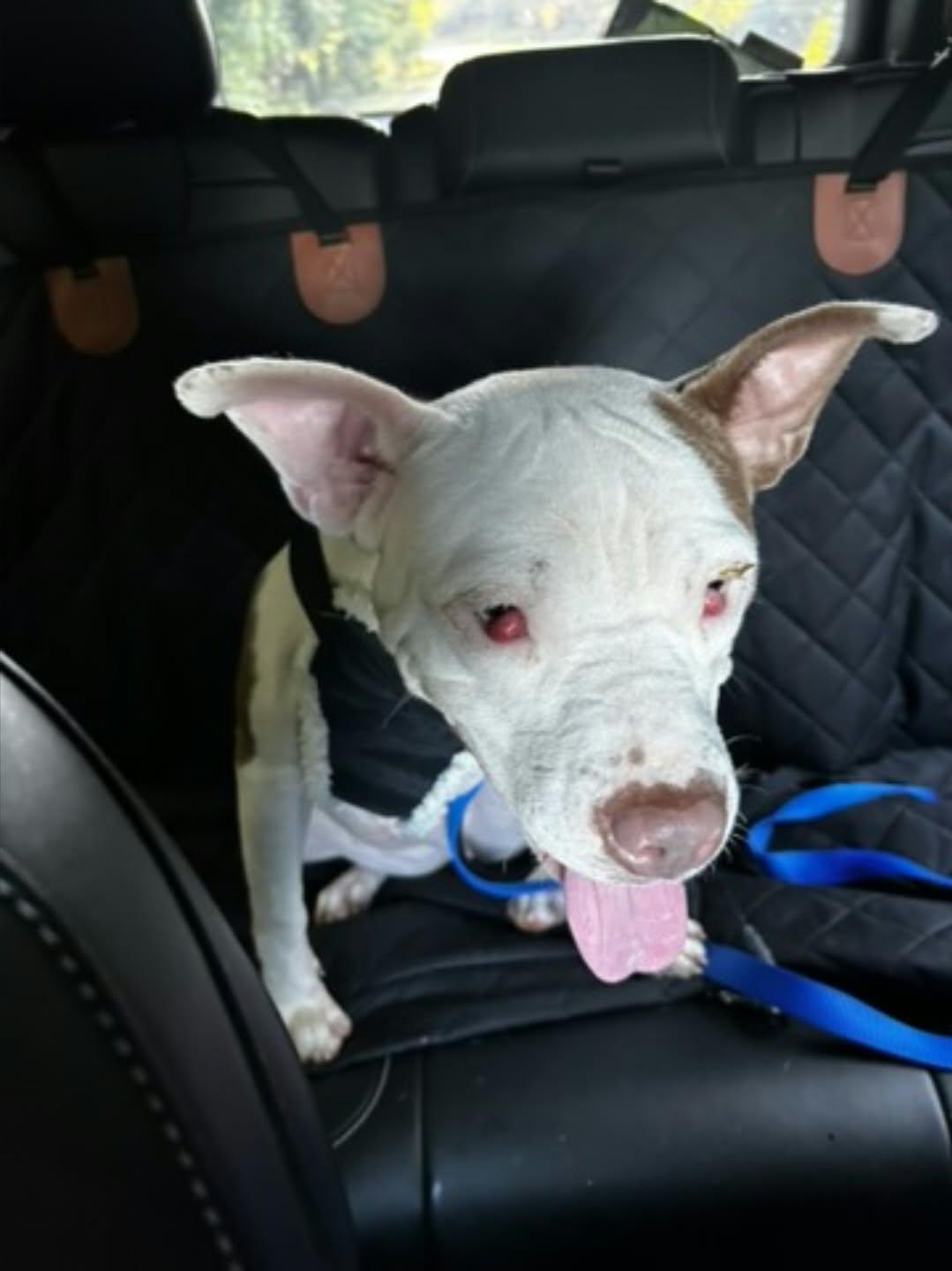 Enlarge CEEBEE - Needs a foster or adopter, a Adoptable mixed breed in Largo, FL image 3/6