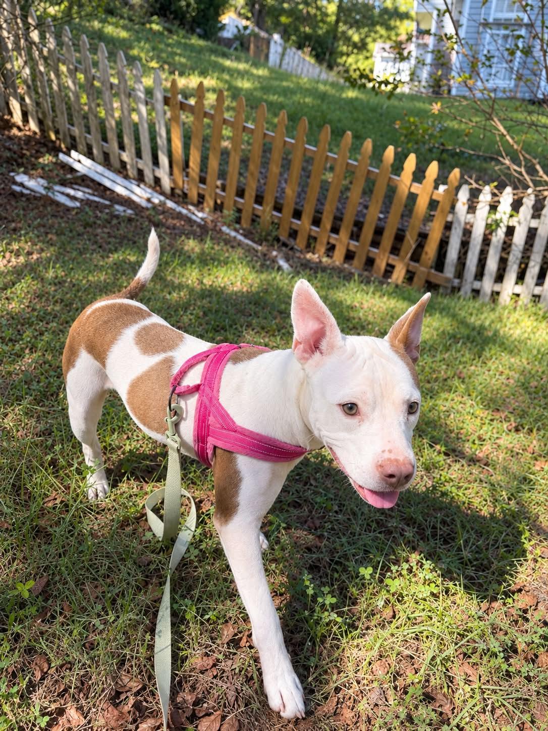 Enlarge CEEBEE - Needs a foster or adopter, a Adoptable mixed breed in Largo, FL image 6/6