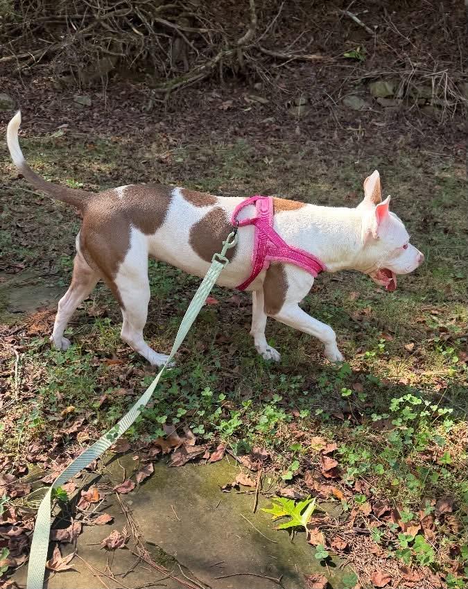 Enlarge CEEBEE - Needs a foster or adopter, a Adoptable mixed breed in Largo, FL image 5/6