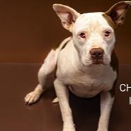 Enlarge CEEBEE - Needs a foster or adopter, a Adoptable mixed breed in Largo, FL image 1/6