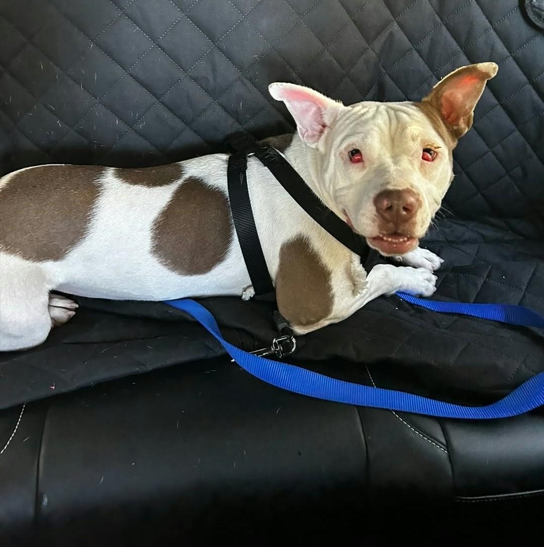 Enlarge CEEBEE - Needs a foster or adopter, a Adoptable mixed breed in Largo, FL image 2/6