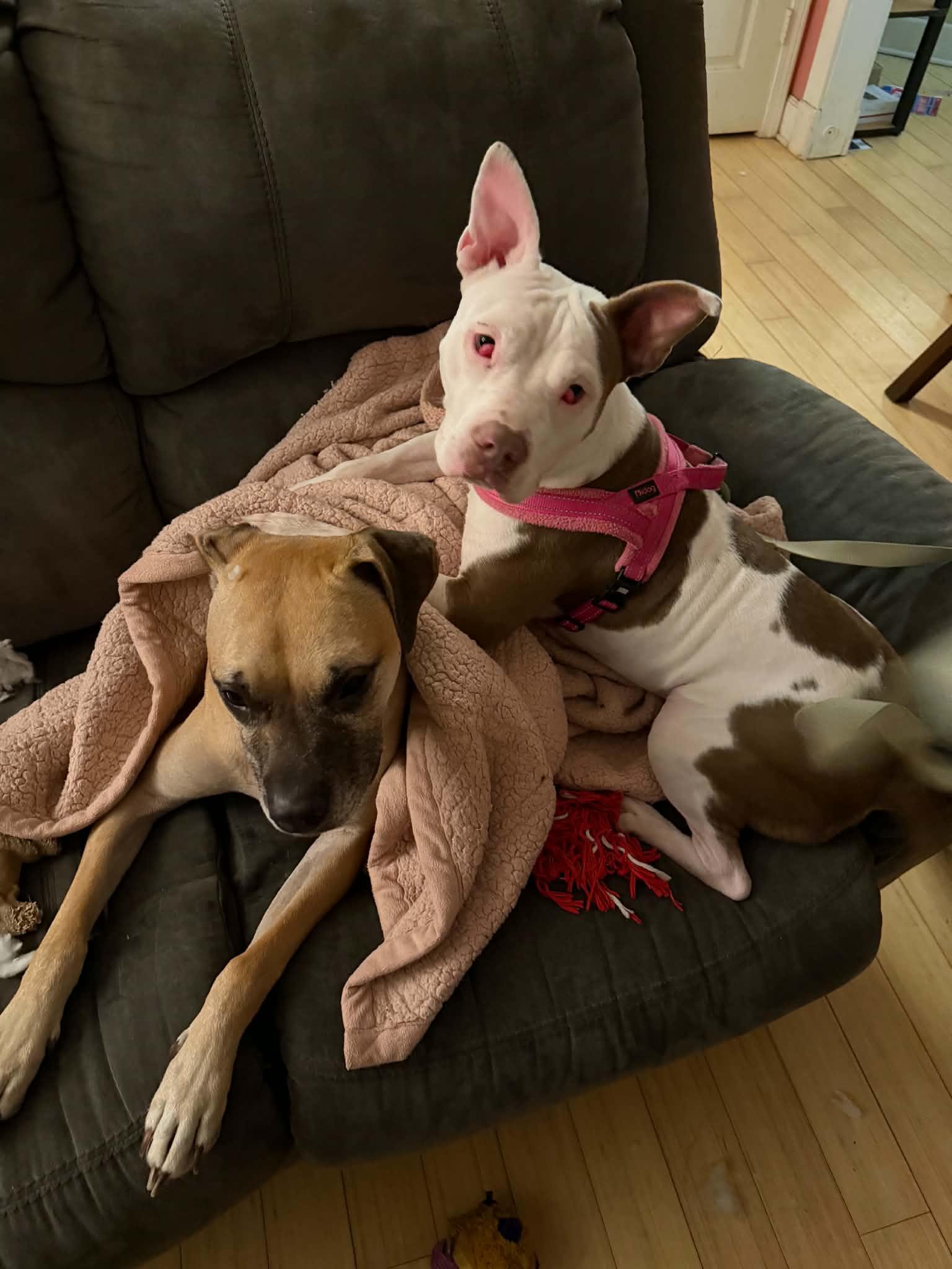 Enlarge CEEBEE - Needs a foster or adopter, a Adoptable mixed breed in Largo, FL image 4/6
