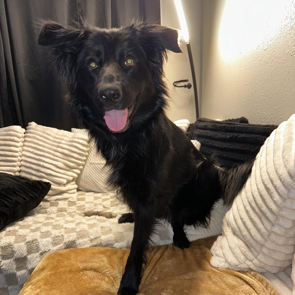 Enlarge Molly, a Adoptable mixed breed in Daphne, AL image 3/4