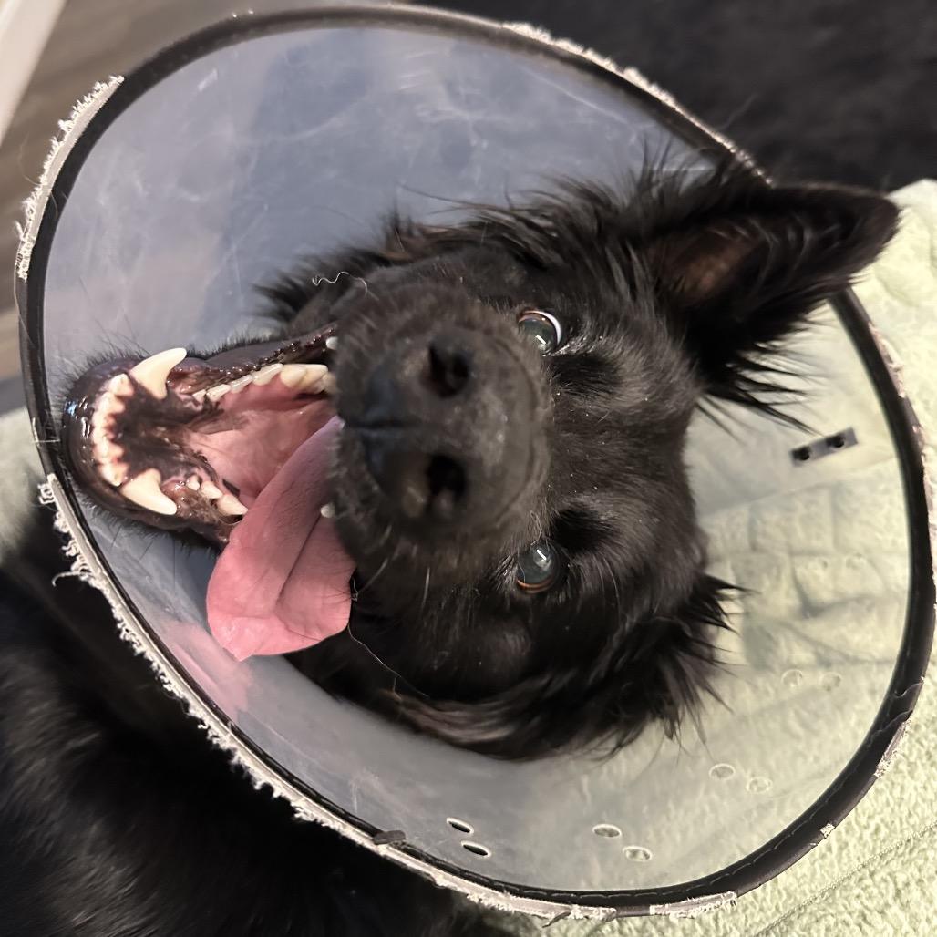 Enlarge Molly, a Adoptable mixed breed in Daphne, AL image 2/4