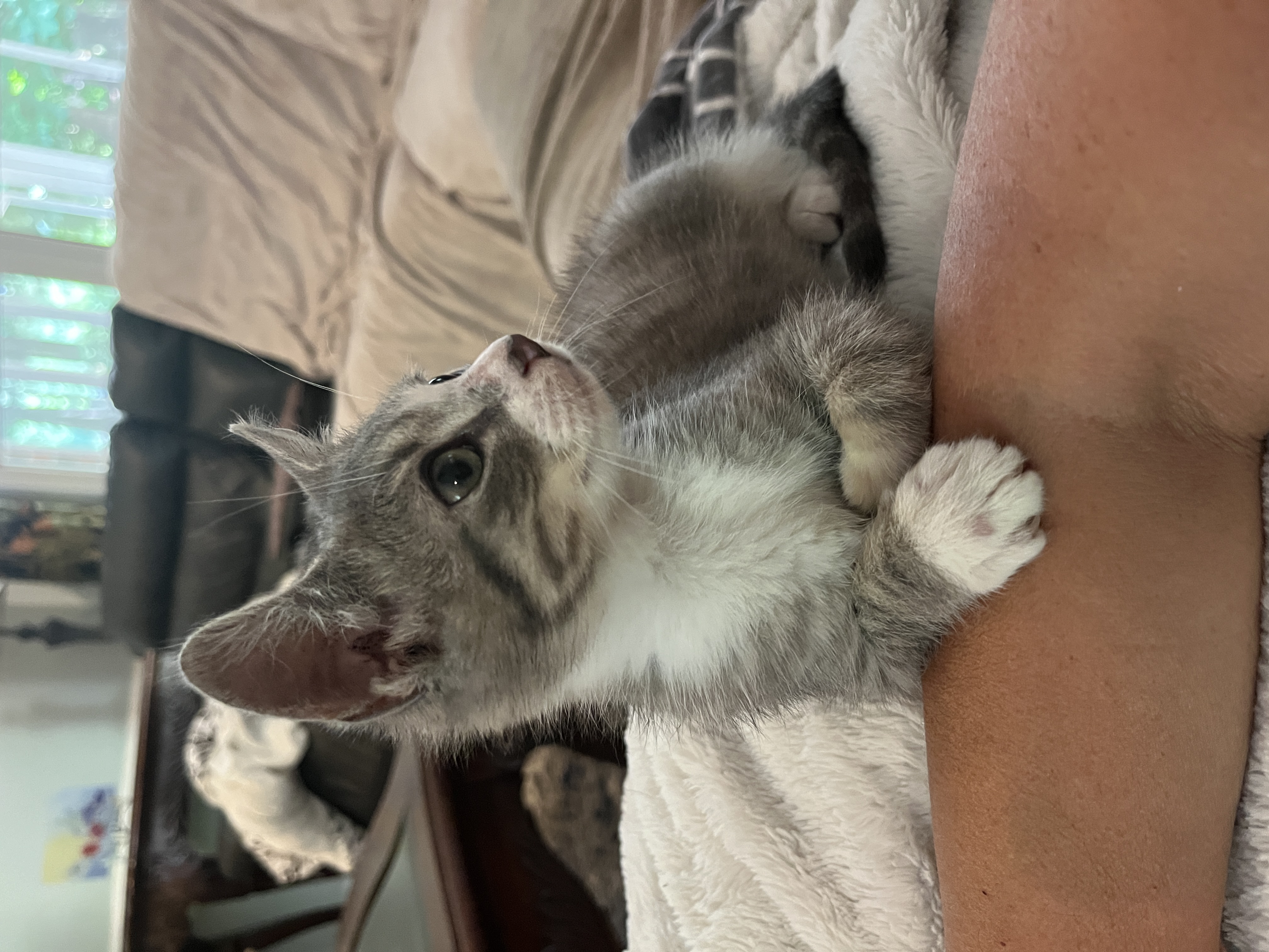 Pesto, Adopted, Young Male Domestic Short Hair.