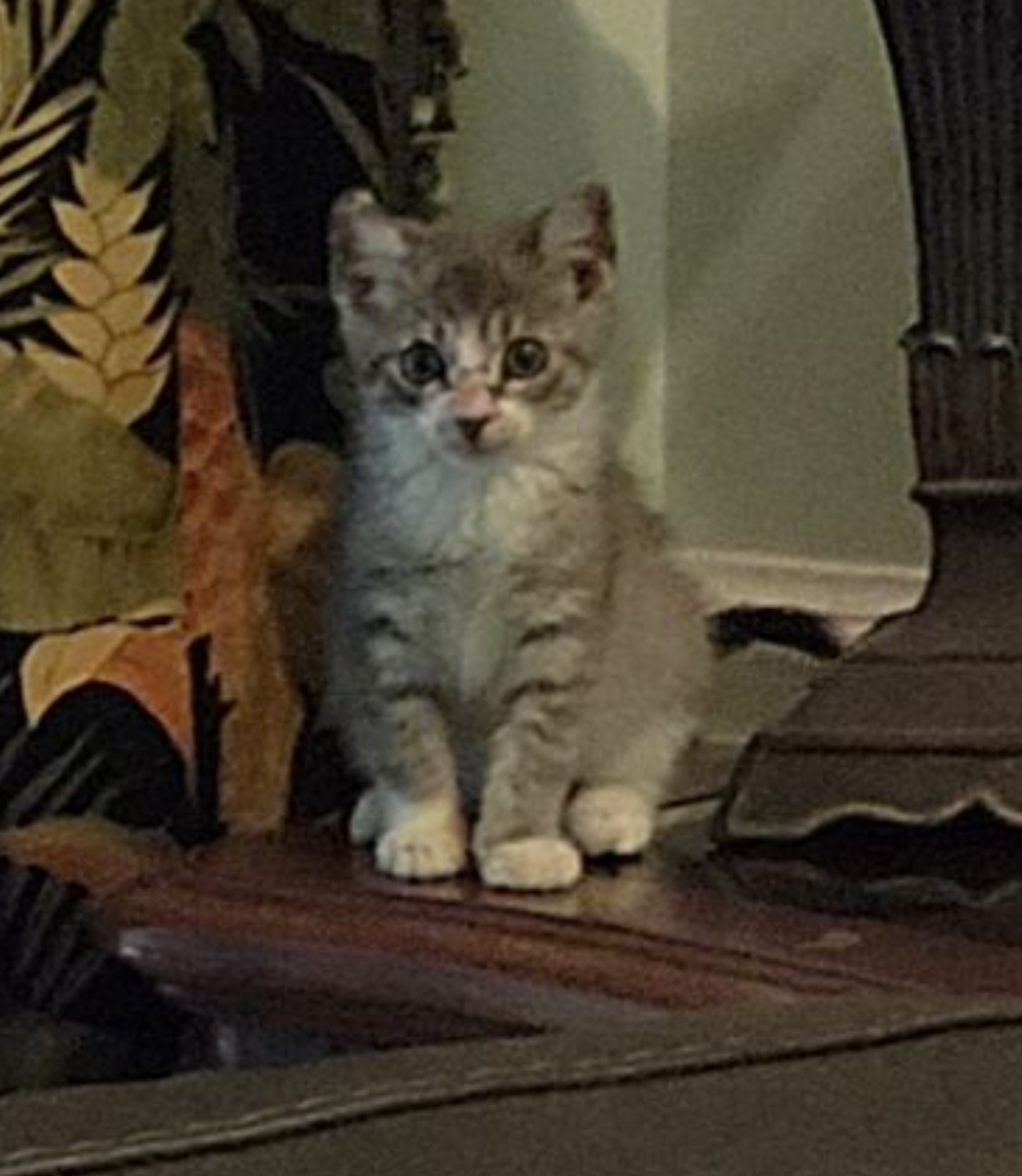 Enlarge Pesto, a Adopted Domestic Short Hair in Locust, NC image 2/5