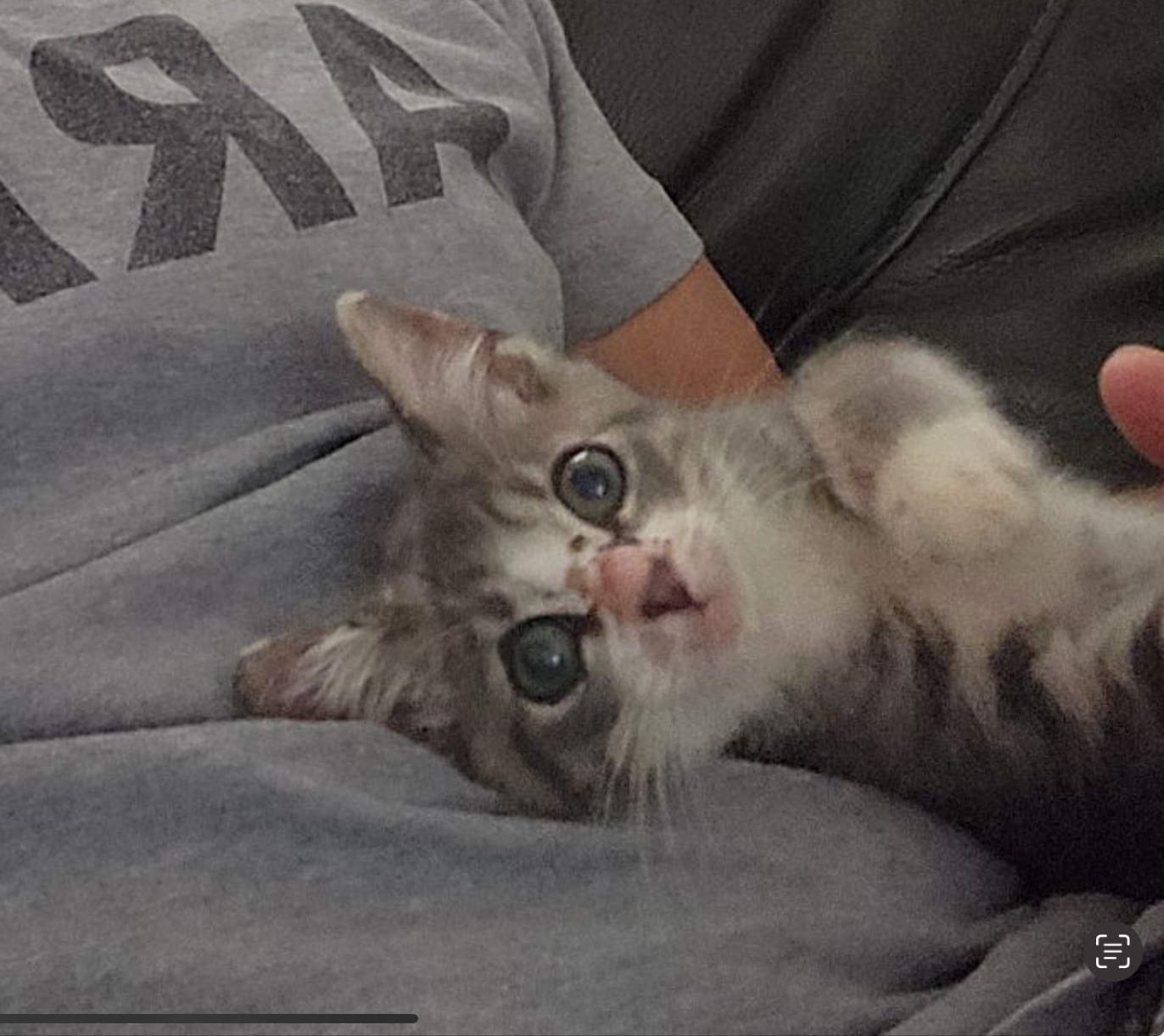 Enlarge Pesto, a Adopted Domestic Short Hair in Locust, NC image 3/5