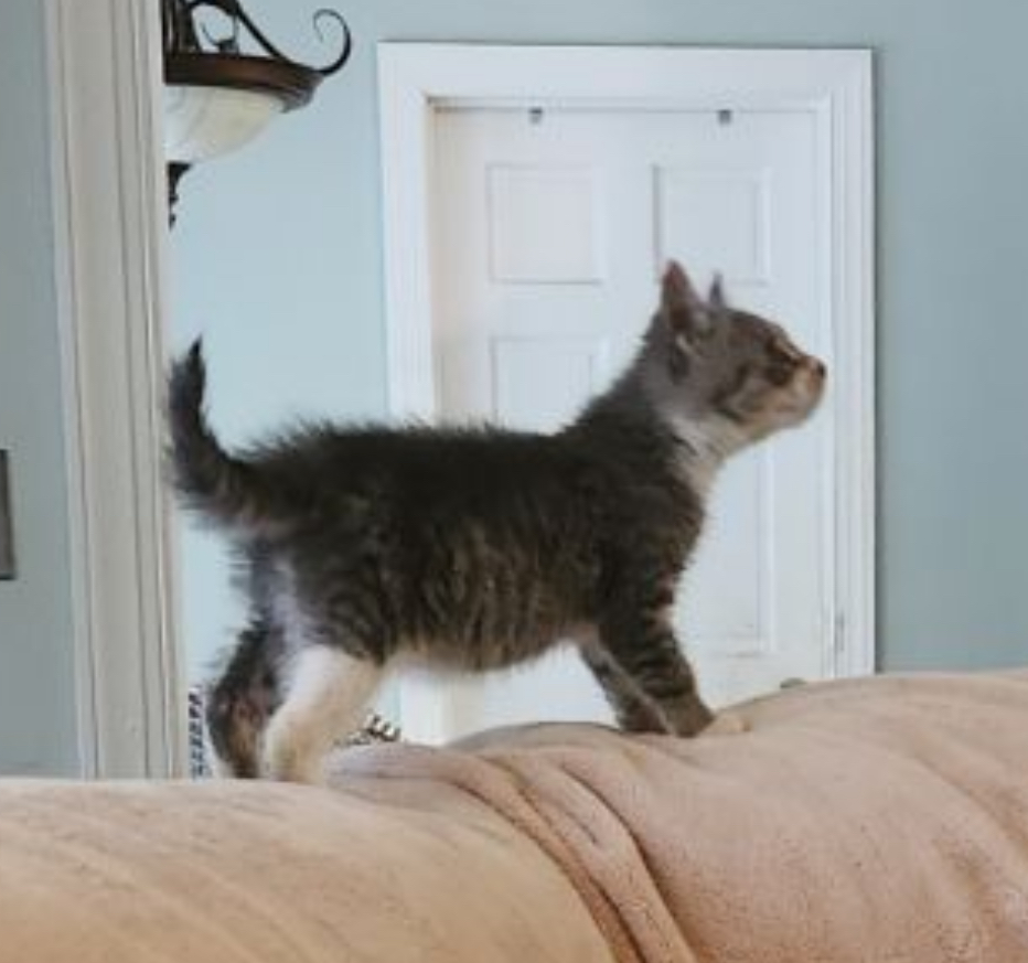 Enlarge Pesto, a Adopted Domestic Short Hair in Locust, NC image 4/5