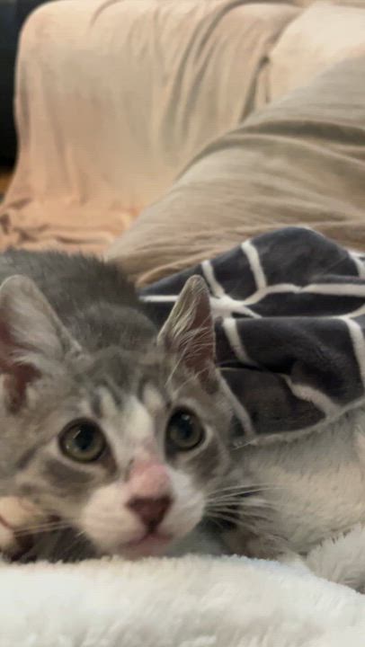 Enlarge Pesto, a Adopted Domestic Short Hair in Locust, NC video 5/5