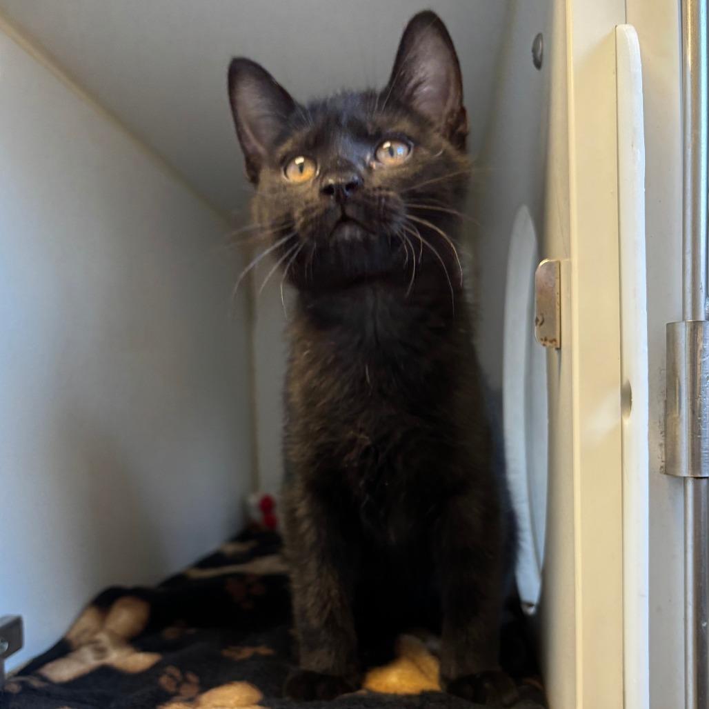 Enlarge Shakespeare, a Adoptable Domestic Short Hair in Naperville, IL image 1/1