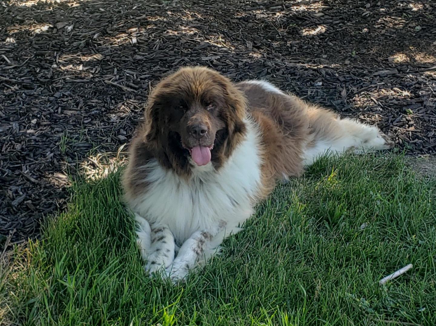 Enlarge 2026 Newf 1, a ADOPTABLE Newfoundland Dog in Indianapolis, IN image 1/1
