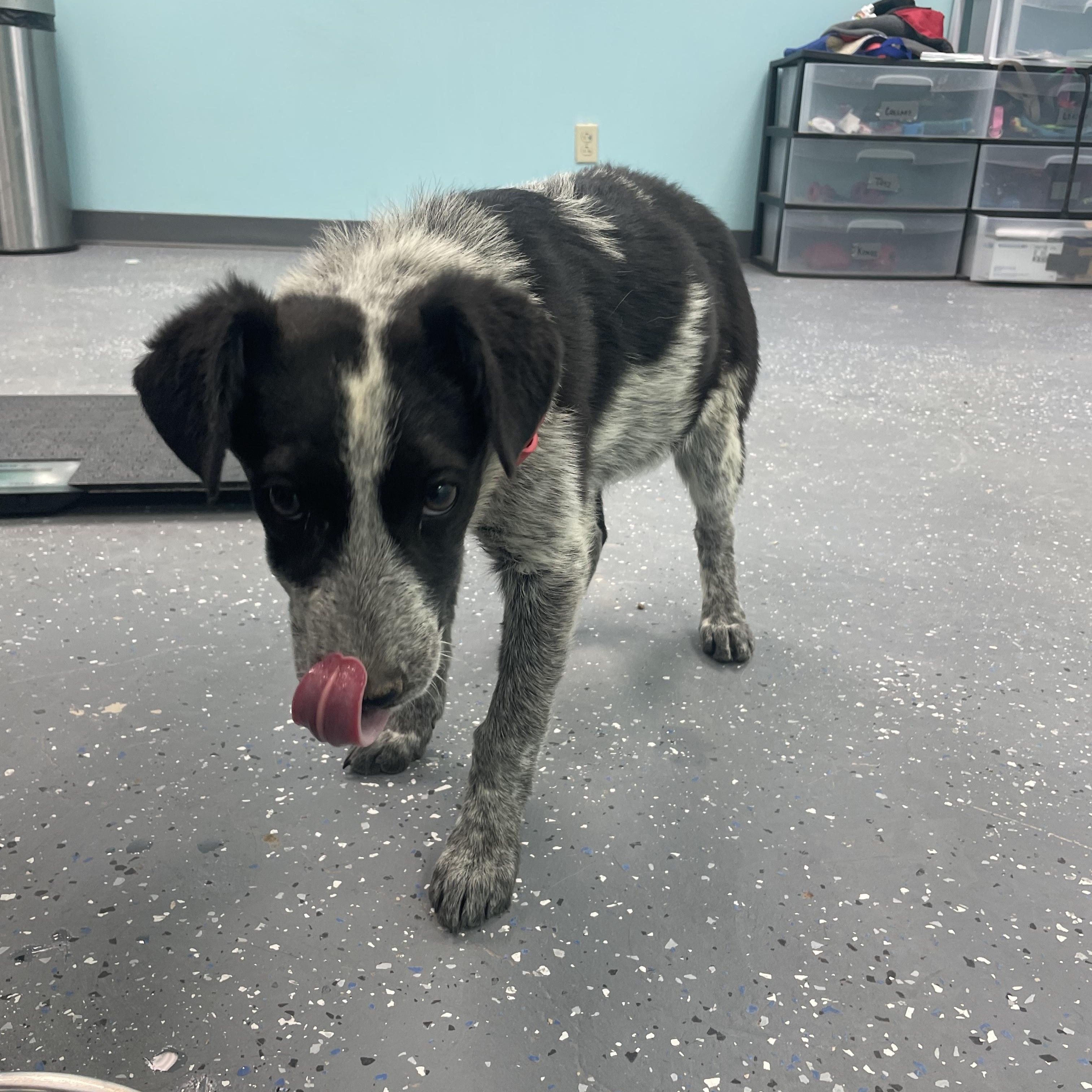 Josie, a ADOPTABLE mixed breed in Fort Collins, CO image 3/4
