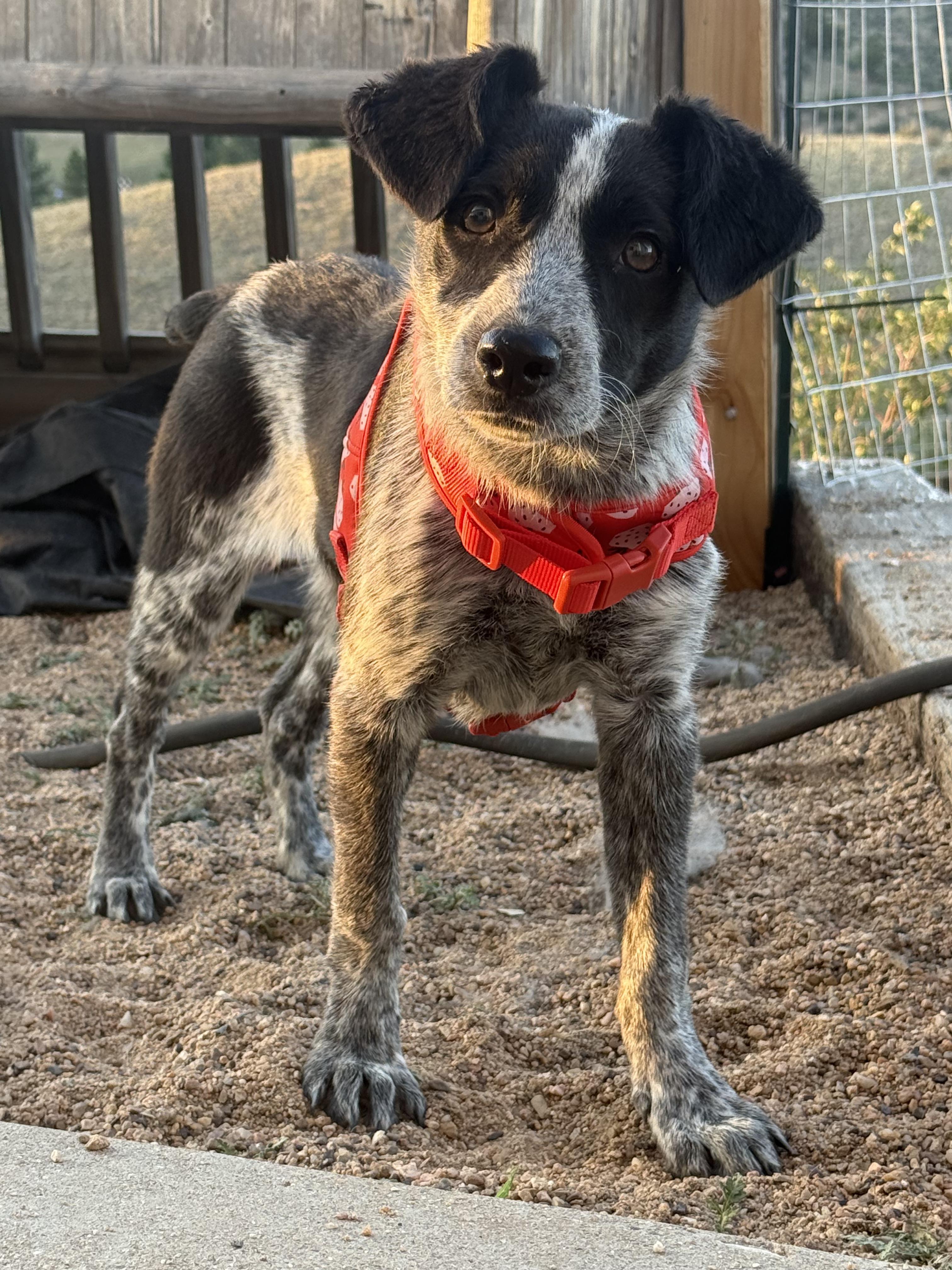 Josie, ADOPTABLE, Young Female Australian Cattle Dog / Blue Heeler & Australian Shepherd.