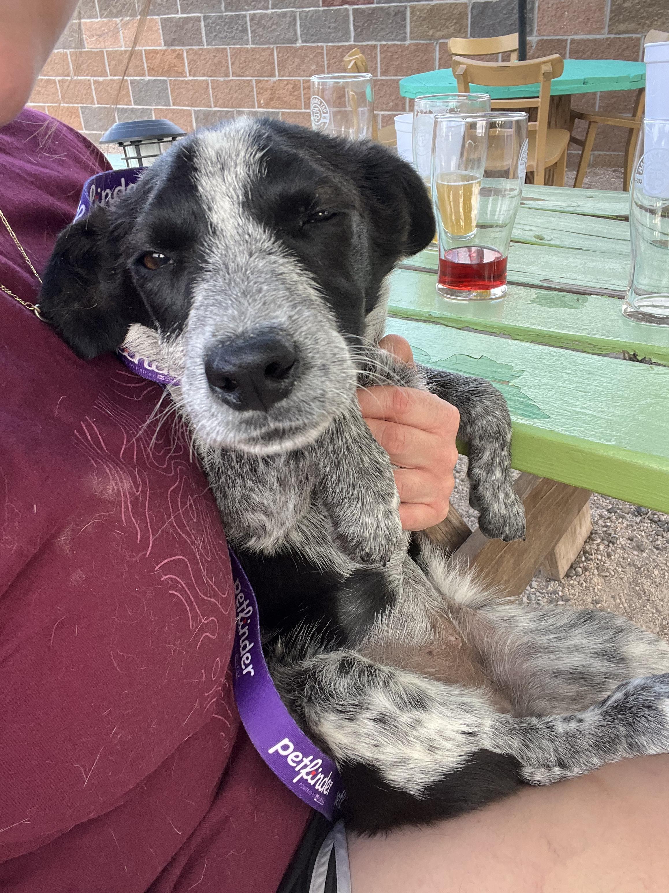 Josie, a ADOPTABLE mixed breed in Fort Collins, CO image 4/4