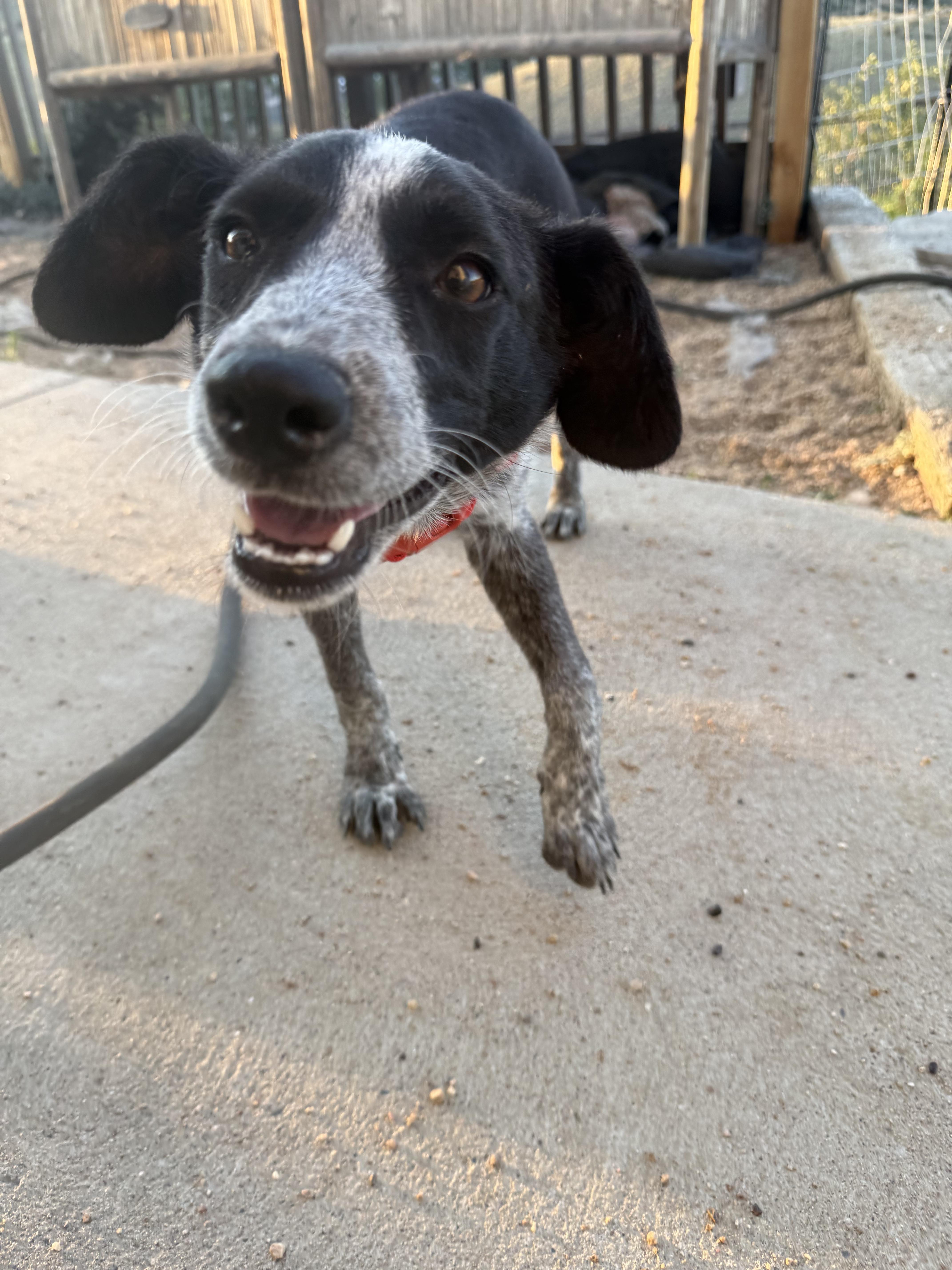 Josie, a ADOPTABLE mixed breed in Fort Collins, CO image 6/6