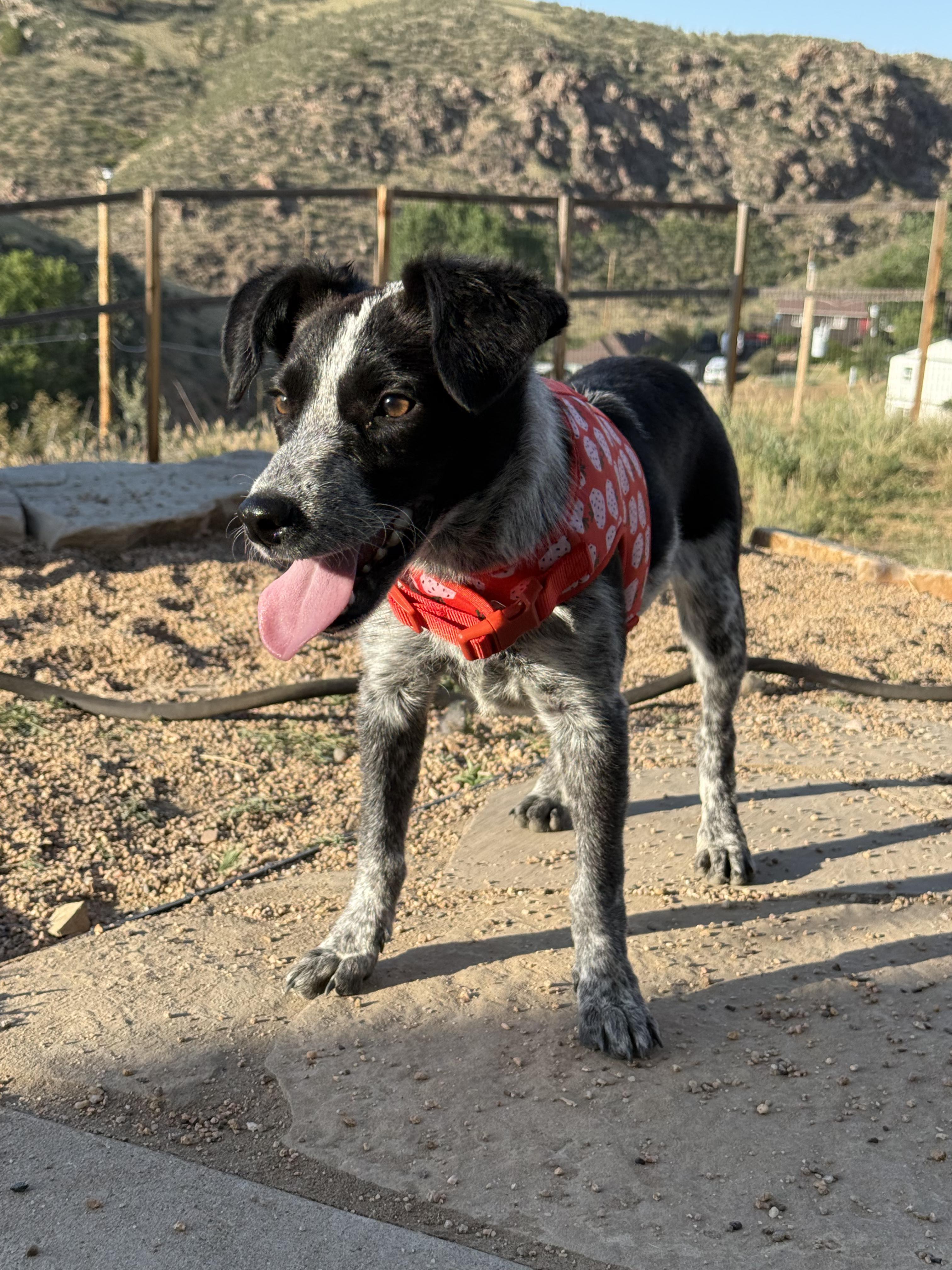 Josie, a ADOPTABLE mixed breed in Fort Collins, CO image 5/6