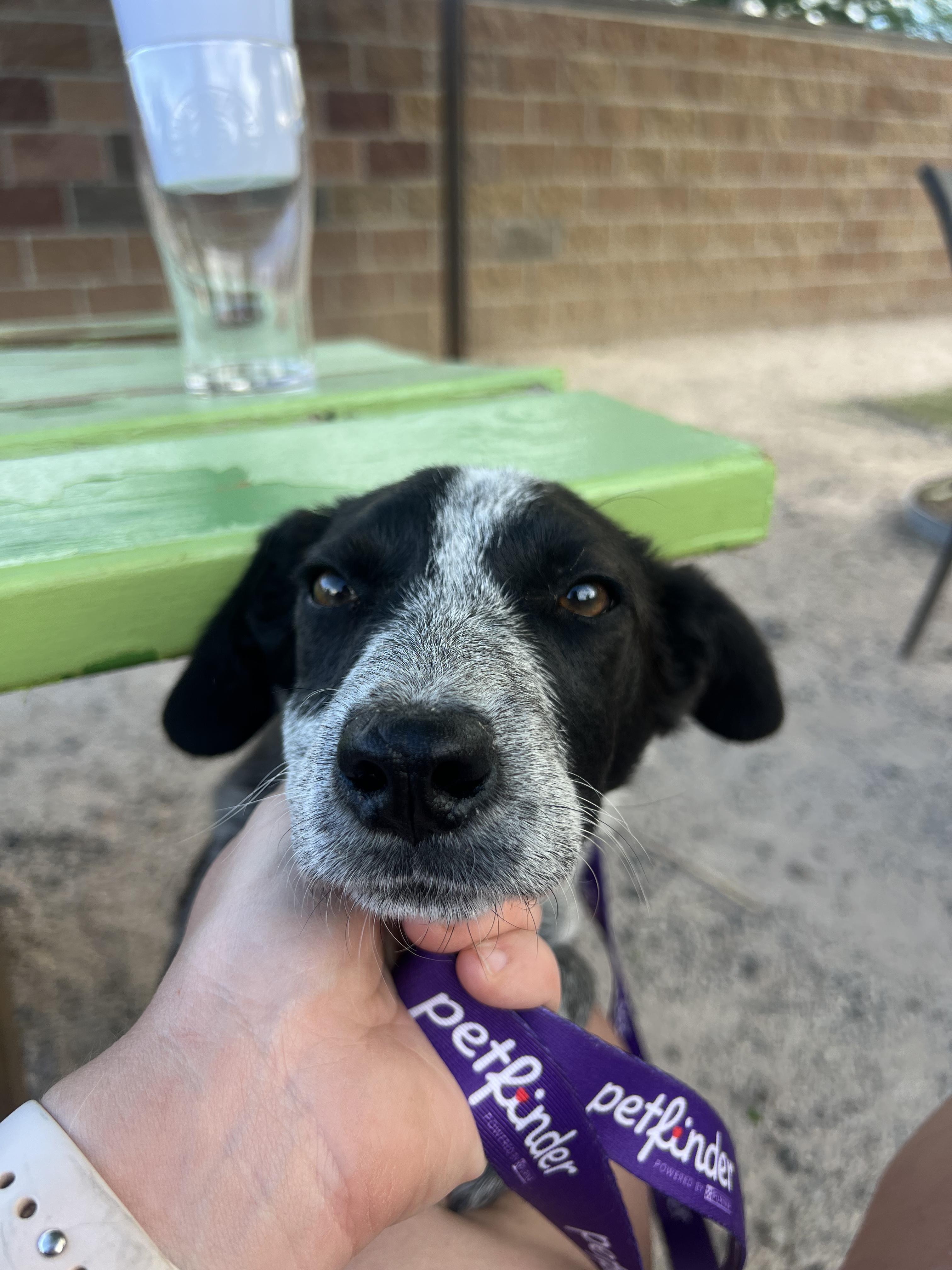 Josie, a ADOPTABLE mixed breed in Fort Collins, CO image 2/4