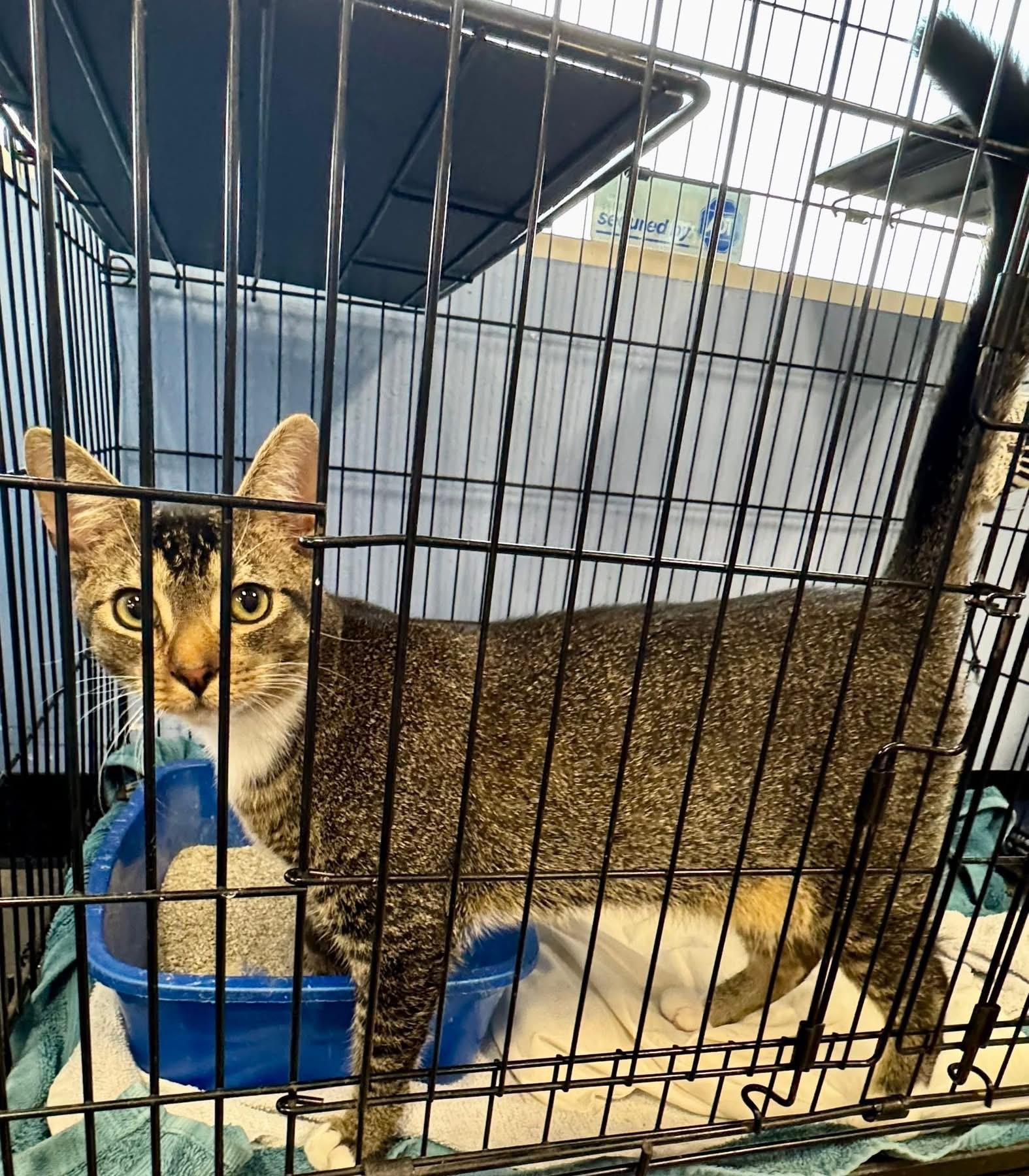 Enlarge Grim, a ADOPTABLE Domestic Short Hair in Newborn, GA image 1/5