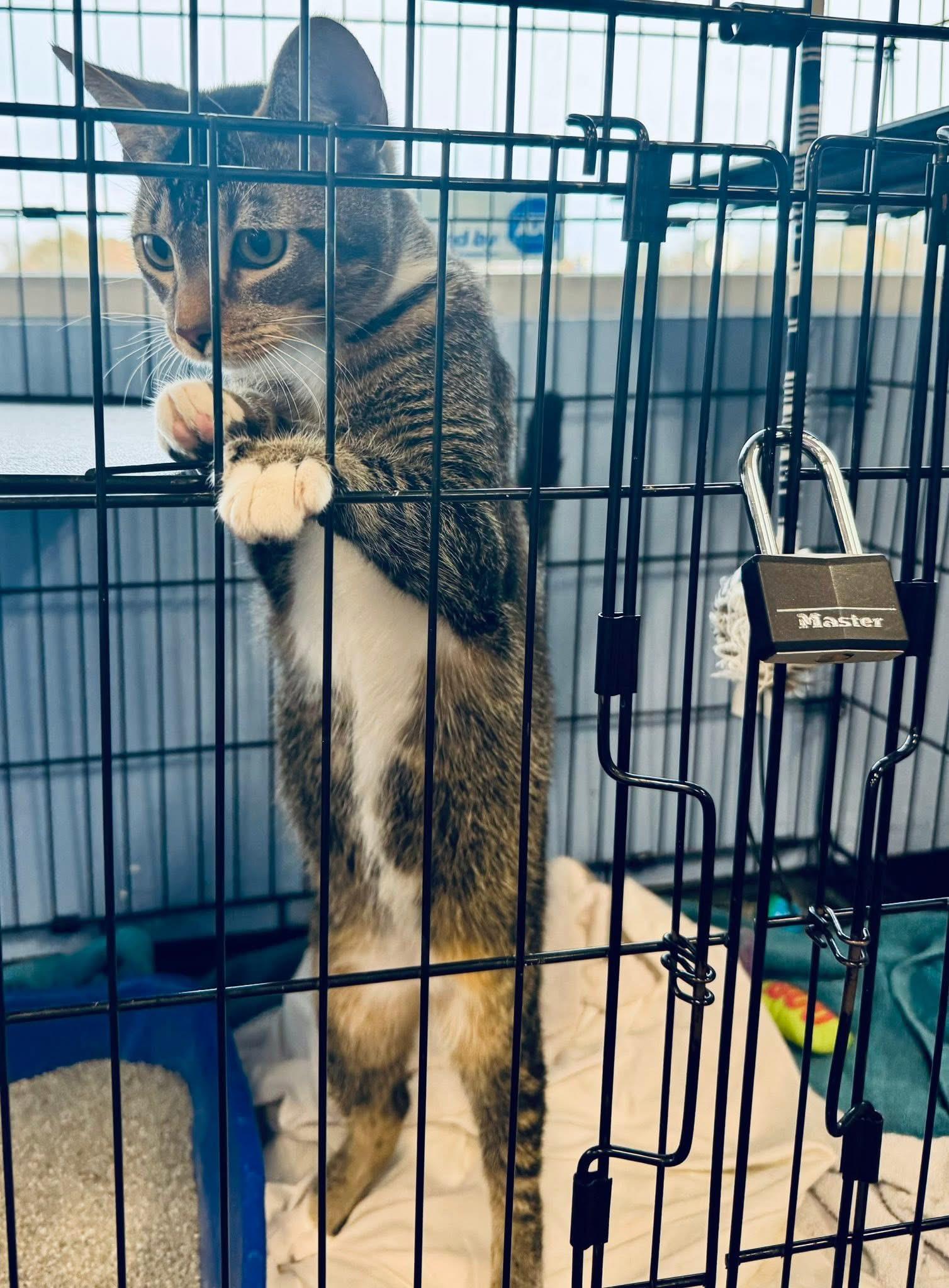 Enlarge Grim, a ADOPTABLE Domestic Short Hair in Newborn, GA image 2/5