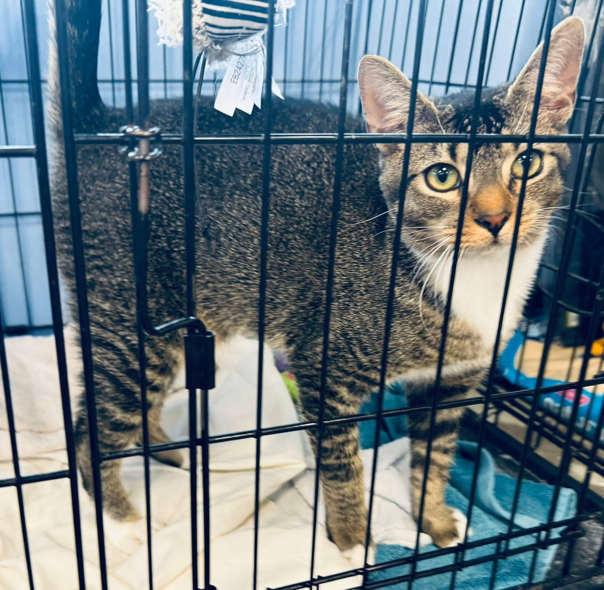 Enlarge Grim, a ADOPTABLE Domestic Short Hair in Newborn, GA image 4/5