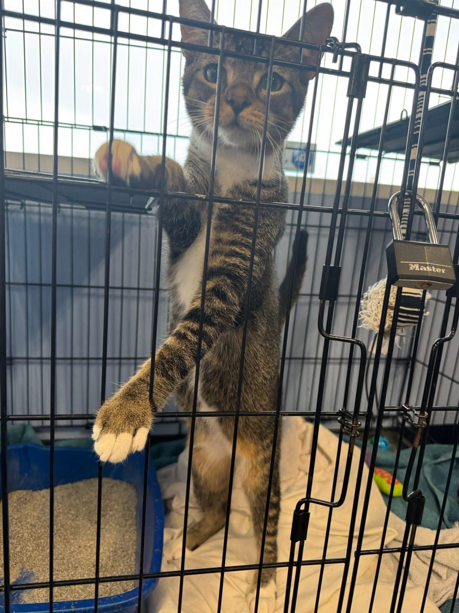 Enlarge Grim, a ADOPTABLE Domestic Short Hair in Newborn, GA image 3/5