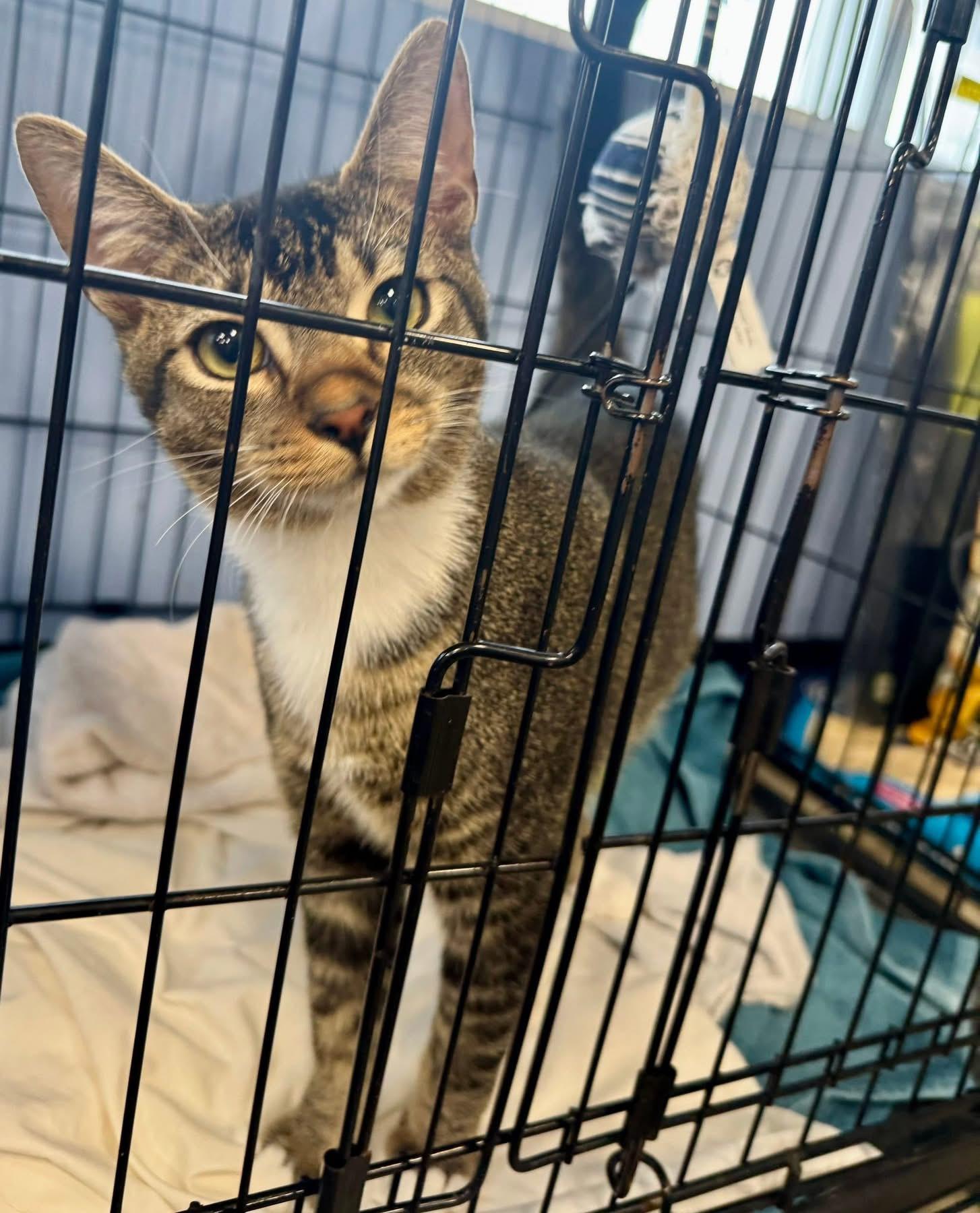 Enlarge Grim, a ADOPTABLE Domestic Short Hair in Newborn, GA image 5/5