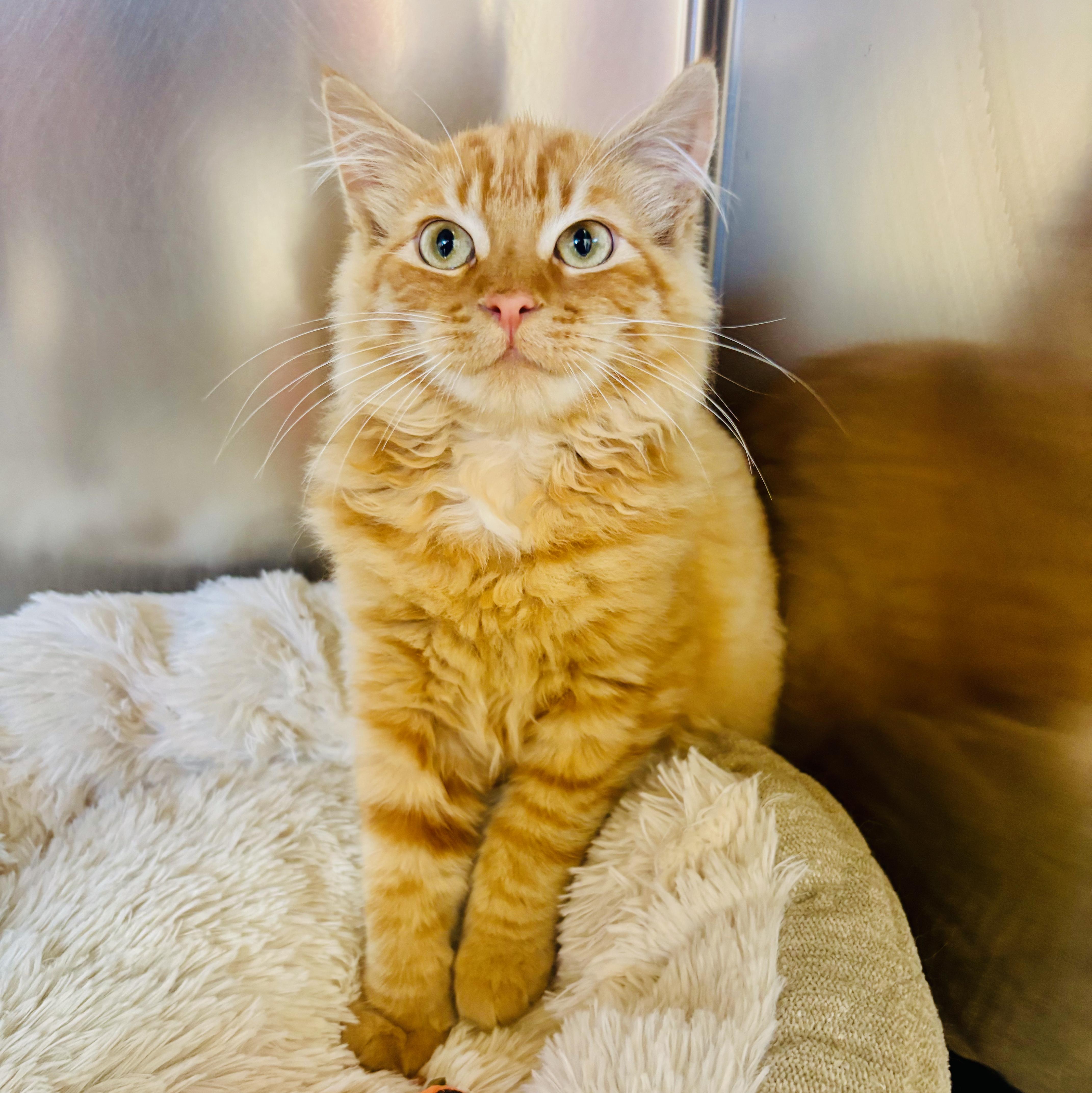 Paprika 4383, Adopted, Kitten Female Domestic Long Hair.
