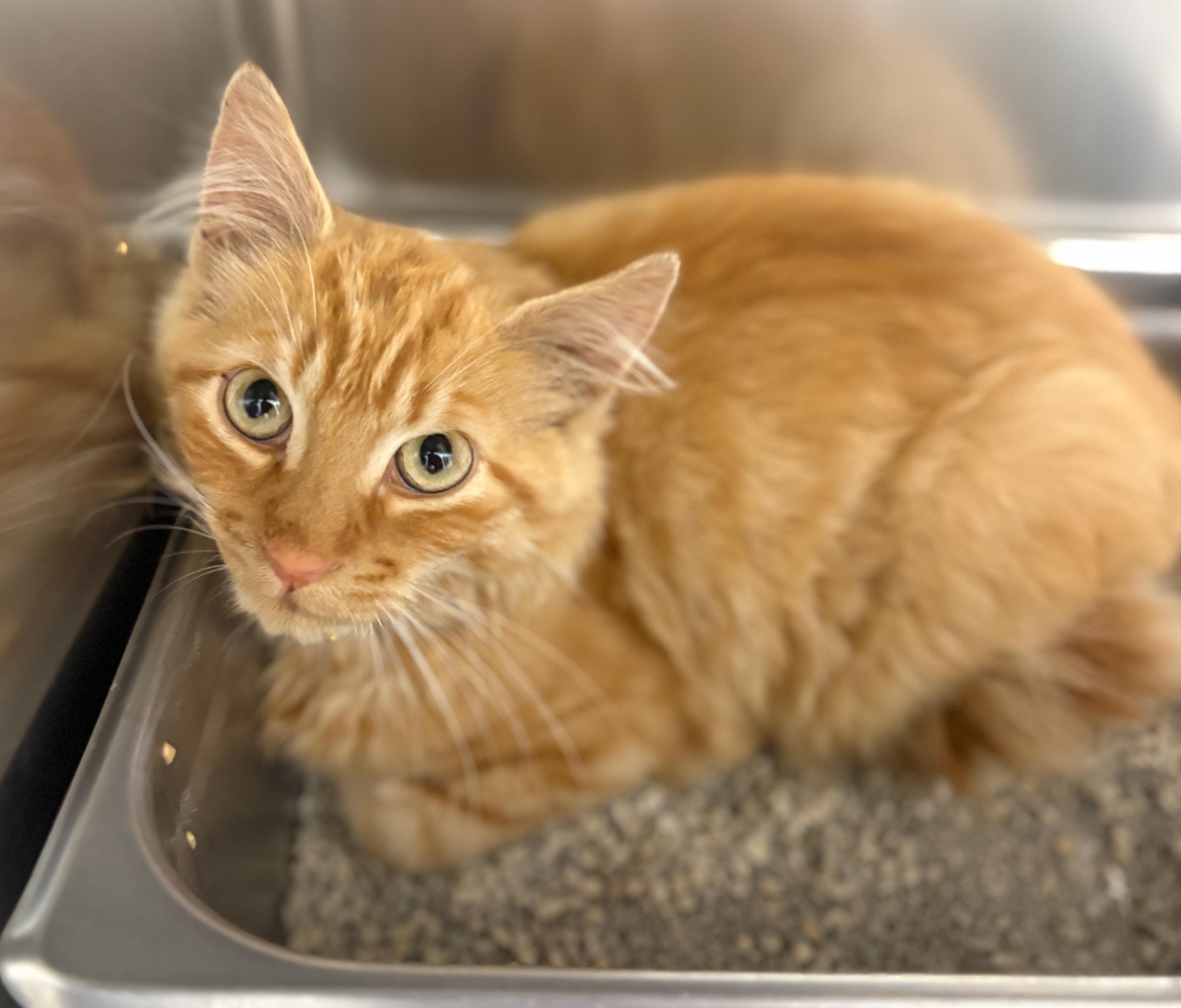 Enlarge Paprika 4383, a Adopted Domestic Long Hair in St Stephen, NB image 2/2