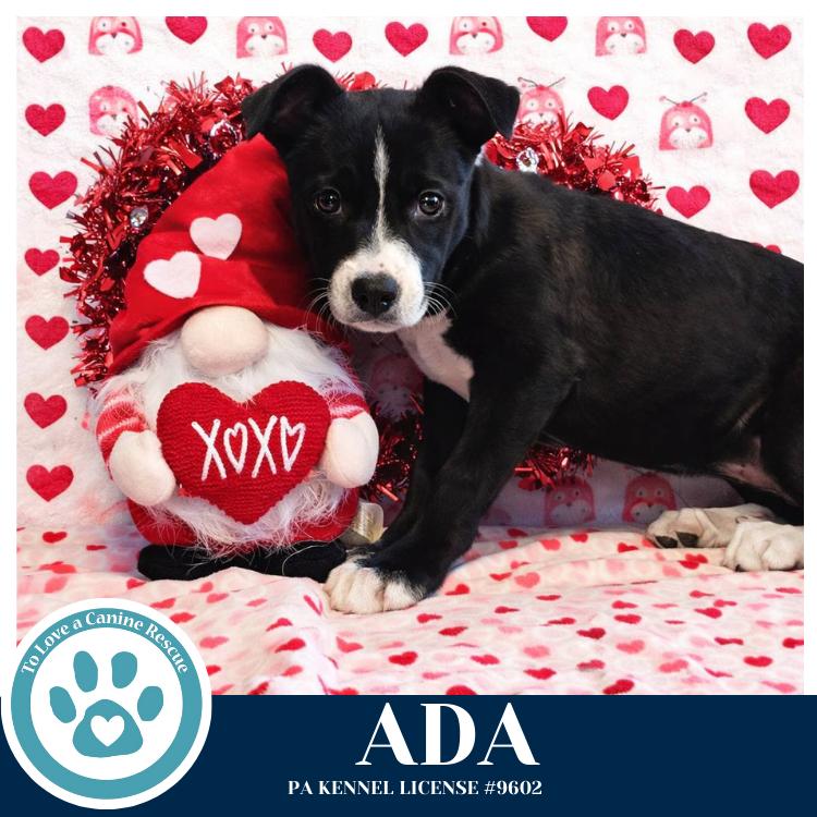 Ada (Anabelle-Solomon Pup) 020726, Adoptable, Puppy Female Labrador Retriever & Mixed Breed.