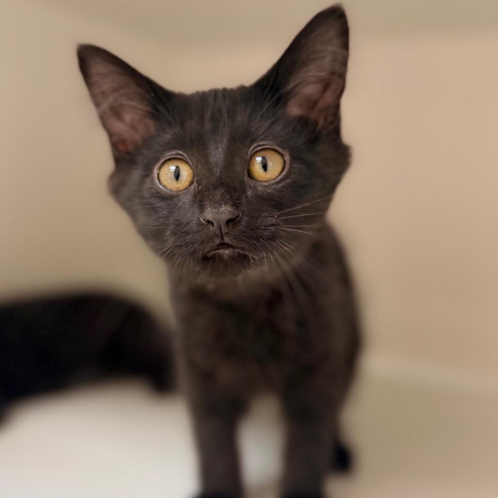 Vanta, a Adoptable Domestic Short Hair in Champaign, IL image 1/2