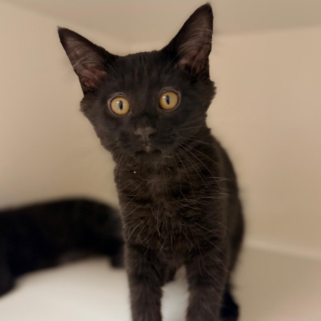 Vanta, a Adoptable Domestic Short Hair in Champaign, IL image 2/2