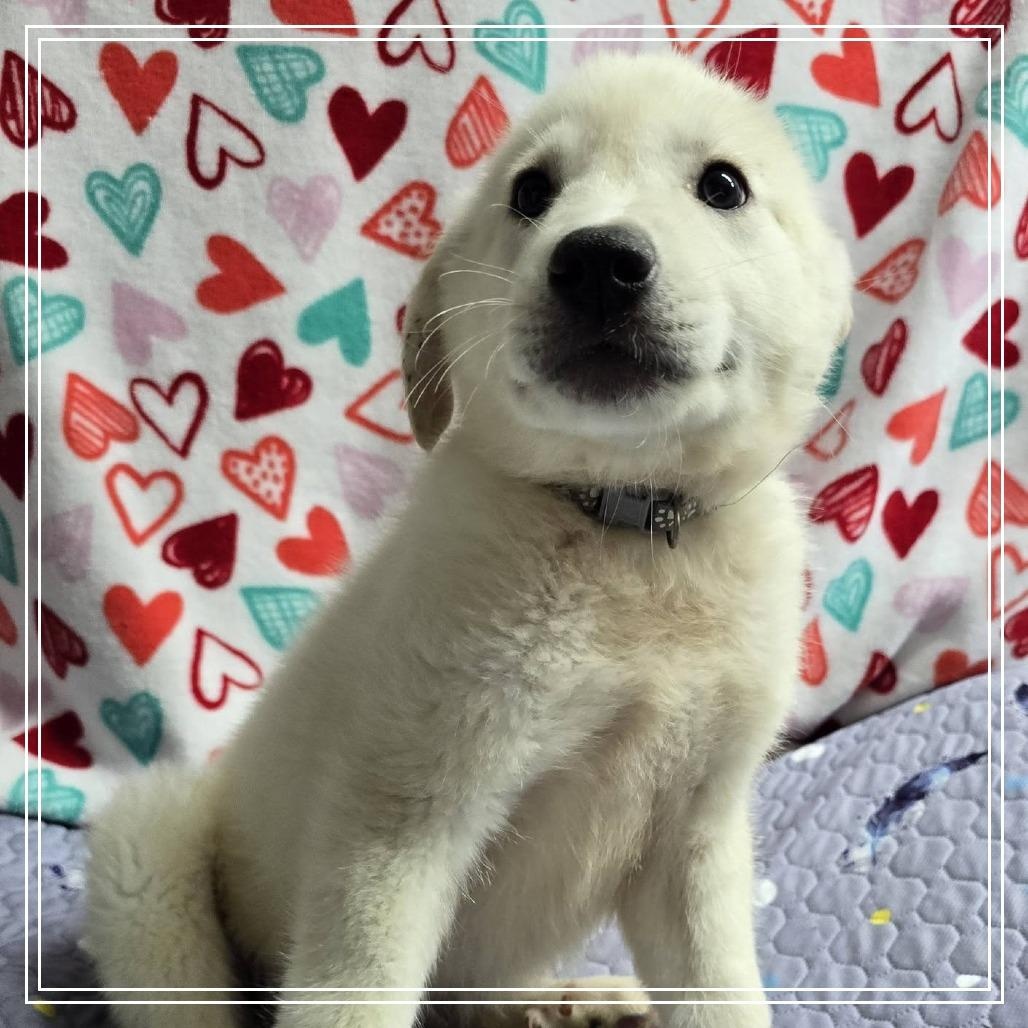 Enlarge Cypress Woods, an adopted mixed breed in Atlanta, GA image 3/4