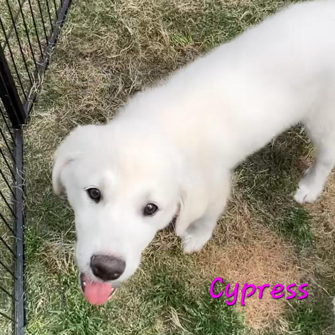 Enlarge Cypress Woods, an adopted mixed breed in Atlanta, GA image 2/4