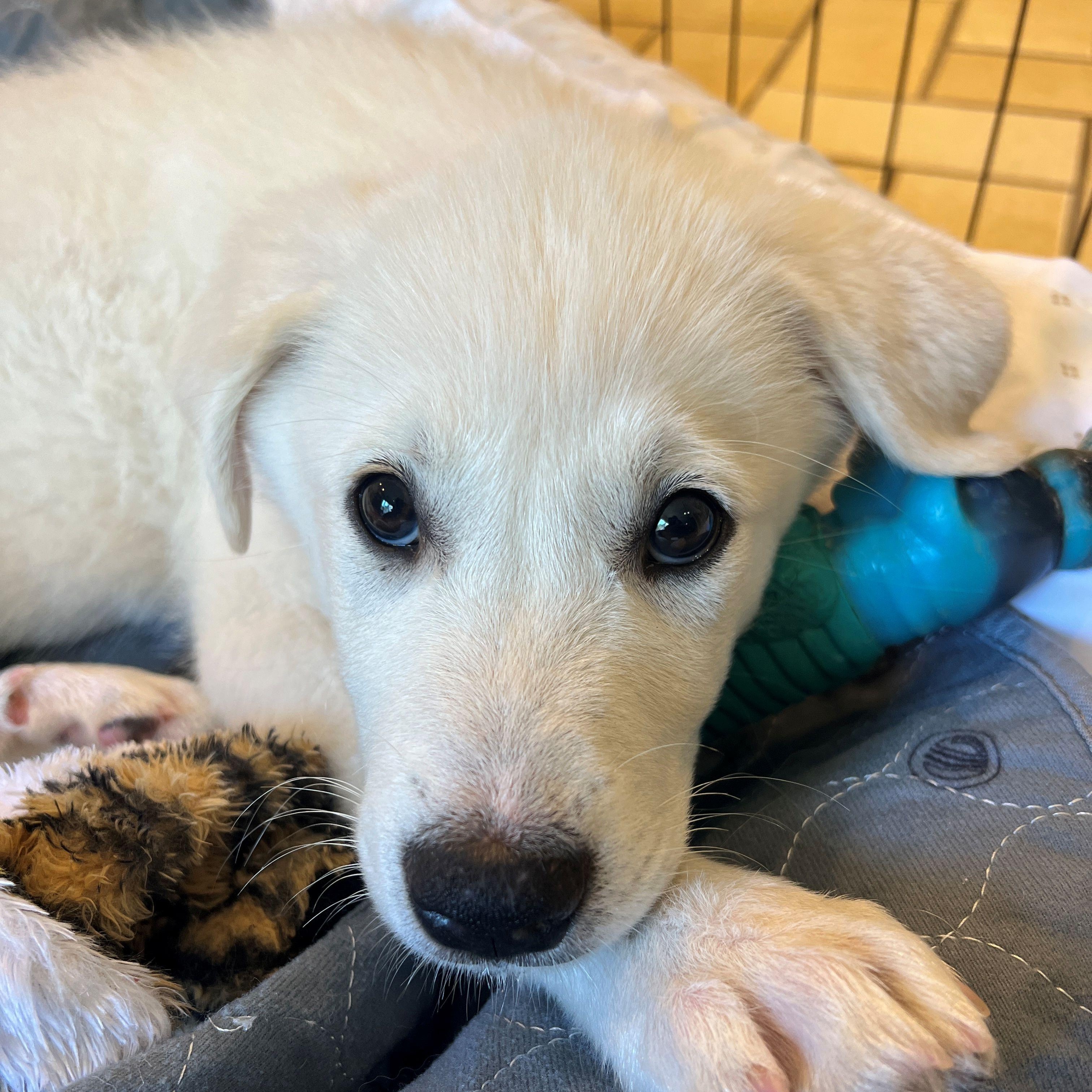 Cypress Woods, adopted, Puppy Female Great Pyrenees & Anatolian Shepherd.