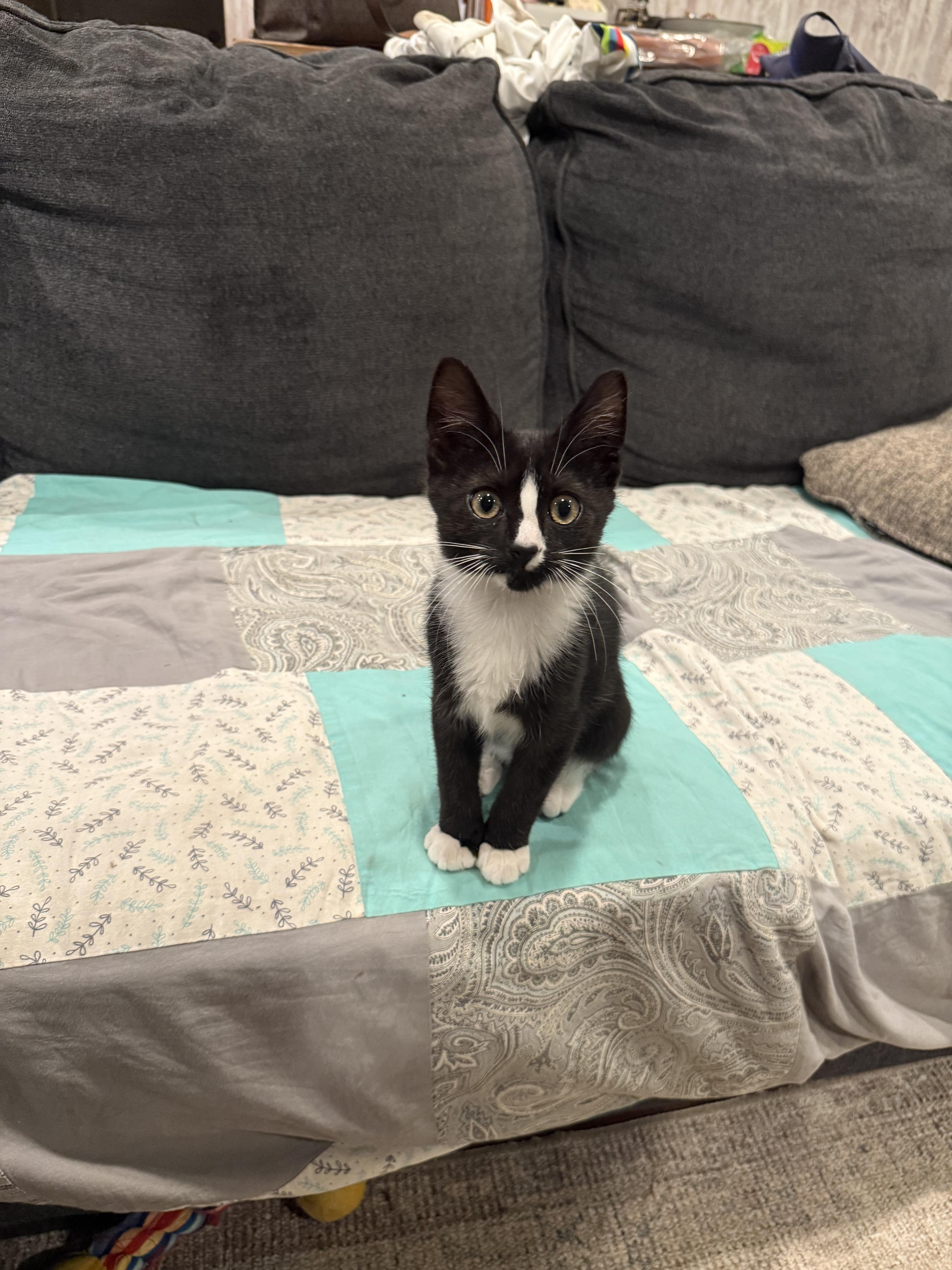 Enlarge Bobby (aka Goober), an adopted Domestic Short Hair in Moorestown, NJ image 1/2