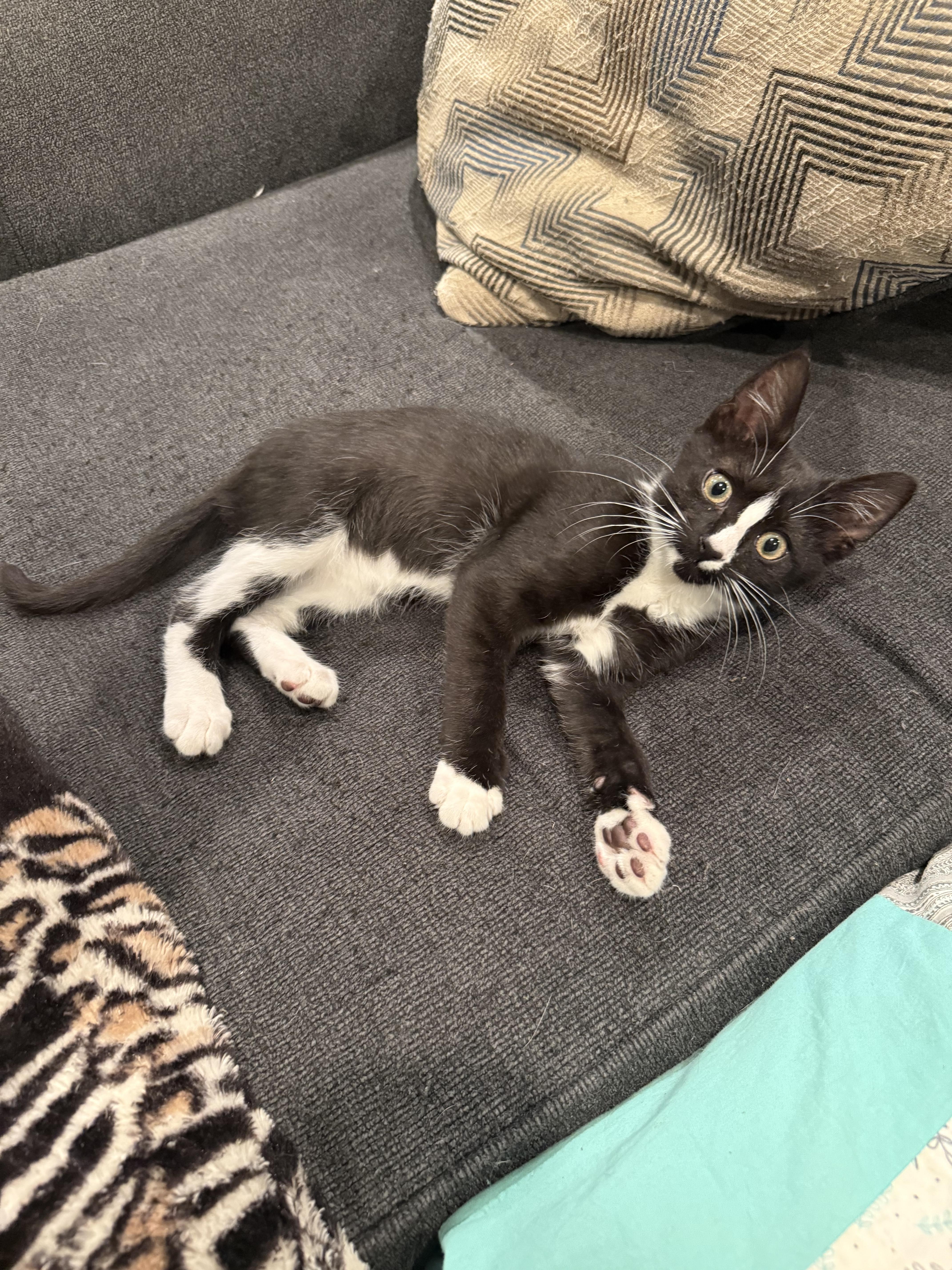 Enlarge Bobby (aka Goober), an adopted Domestic Short Hair in Moorestown, NJ image 2/2