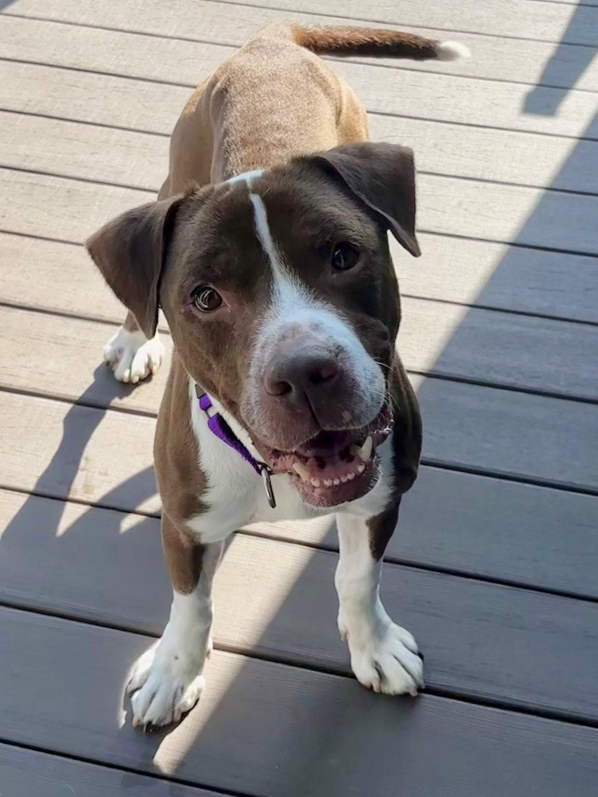 Bluebeard, a Adoptable Pit Bull Terrier in Crete, IL image 1/3