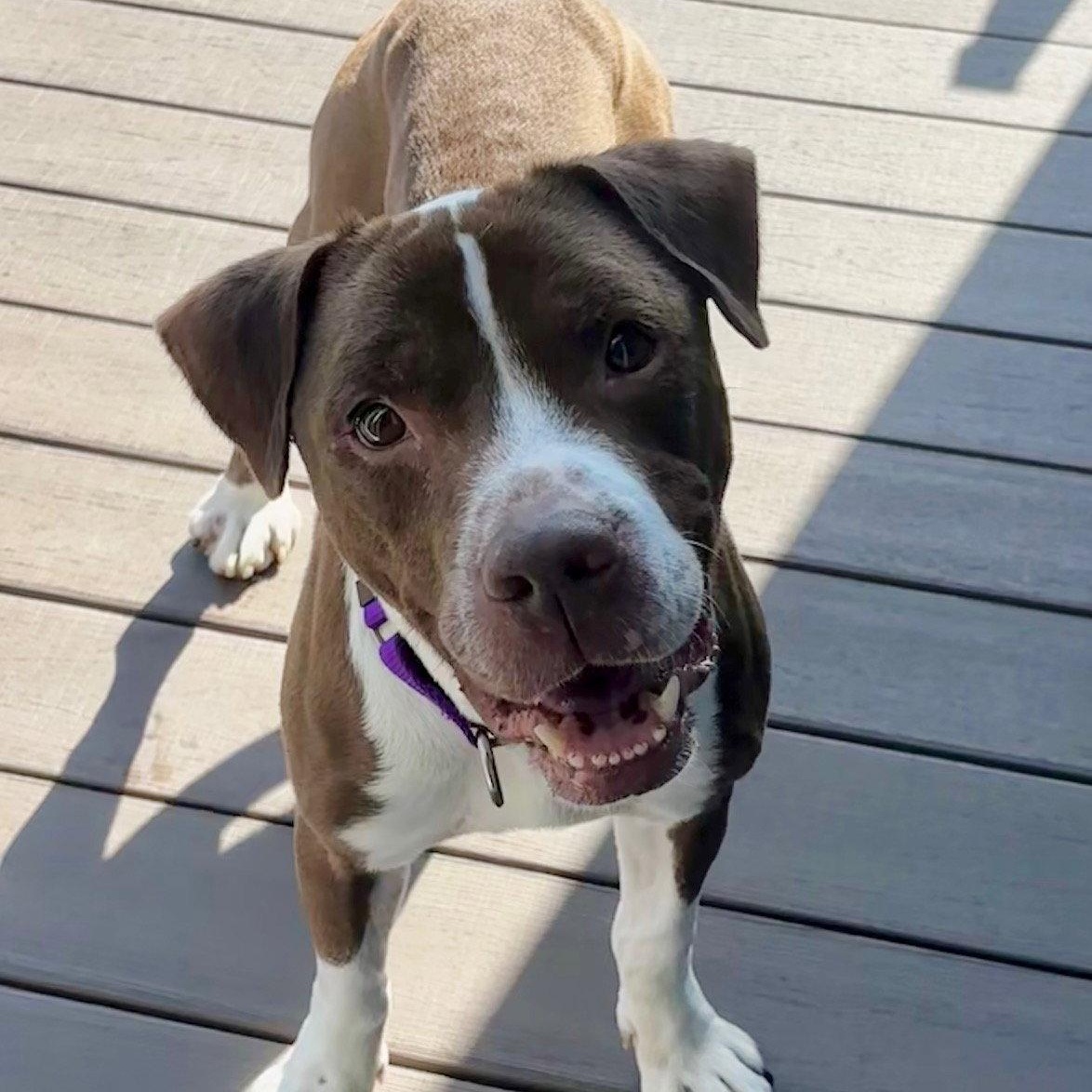 Enlarge Bluebeard, a Adoptable Pit Bull Terrier in Crete, IL image 3/3