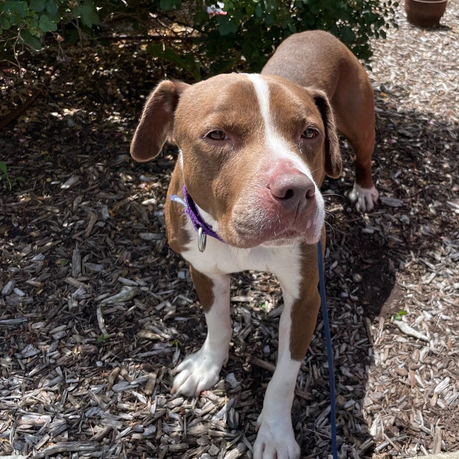 Enlarge Bluebeard, a Adoptable Pit Bull Terrier in Crete, IL image 2/3