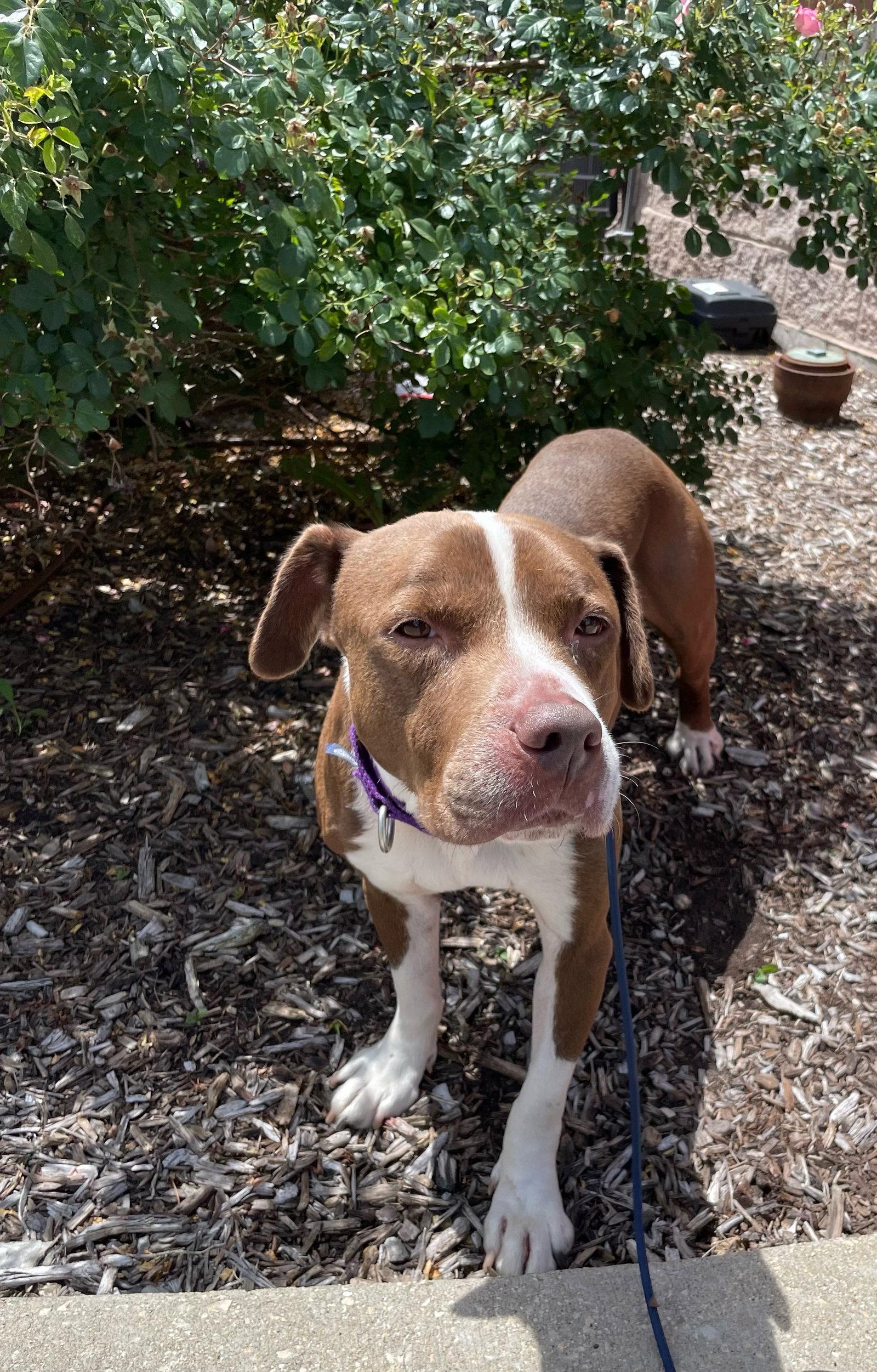 Bluebeard, a Adoptable Pit Bull Terrier in Crete, IL image 2/3