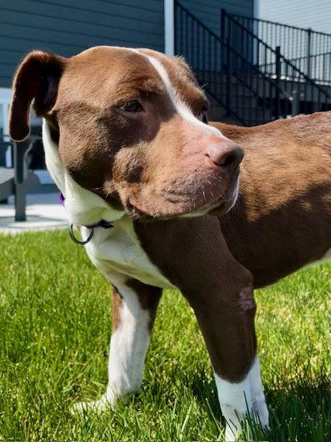 Enlarge Bluebeard, a Adoptable Pit Bull Terrier in Crete, IL image 1/3