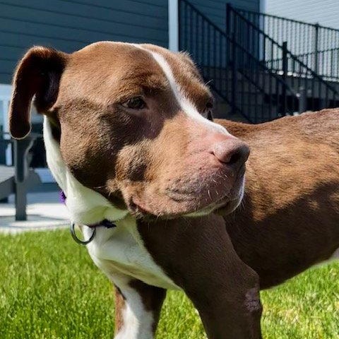 Enlarge Bluebeard, a Adoptable Pit Bull Terrier in Crete, IL image 1/3