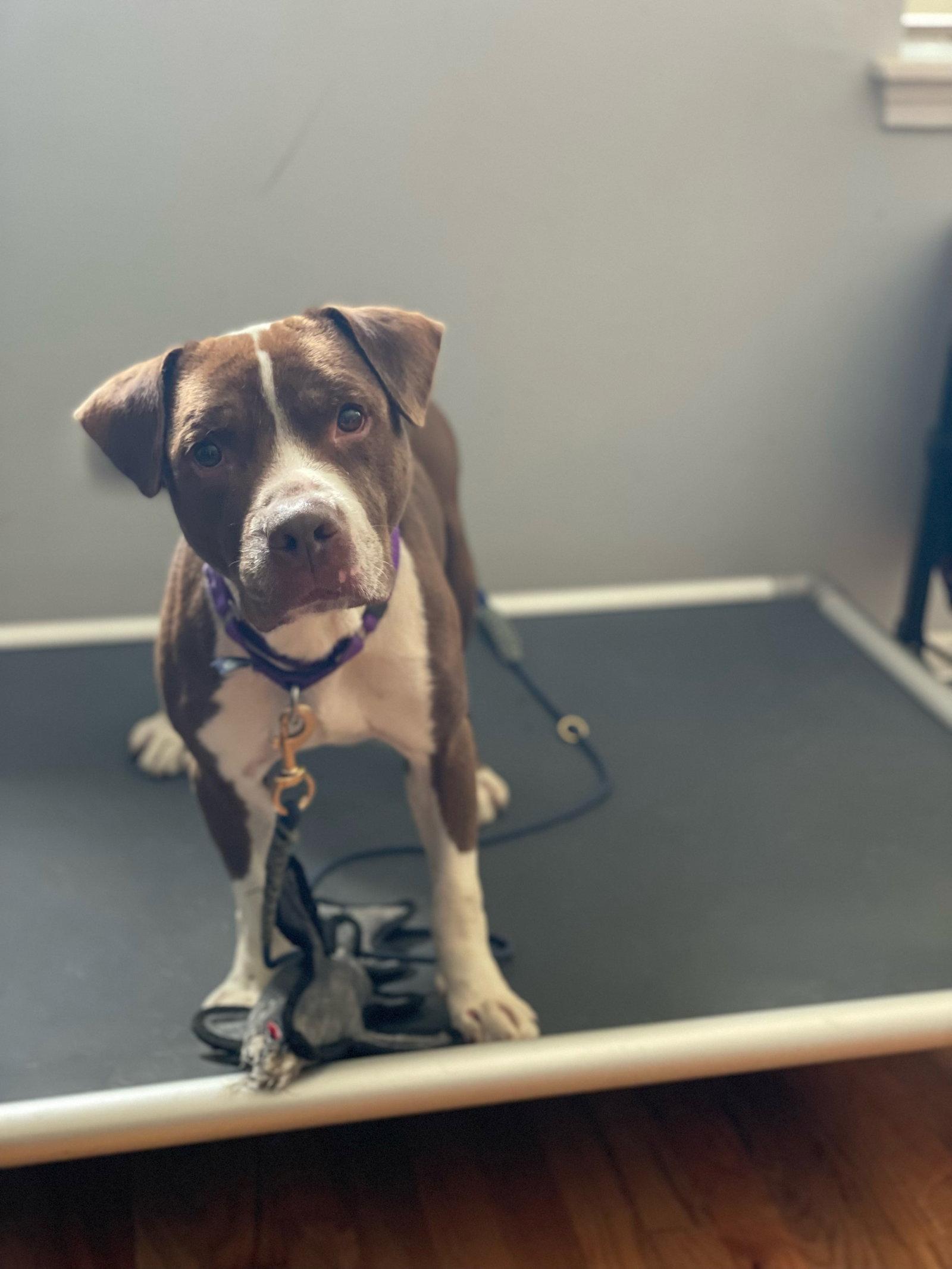 Bluebeard, a Adoptable Pit Bull Terrier in Crete, IL image 3/3