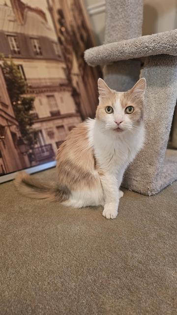 SUZY, Adoptable, Senior Female Domestic Long Hair.