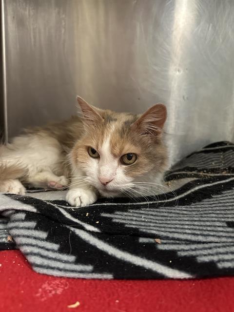 Enlarge SUZY, a Adoptable Domestic Long Hair in West Valley City, UT image 1/1