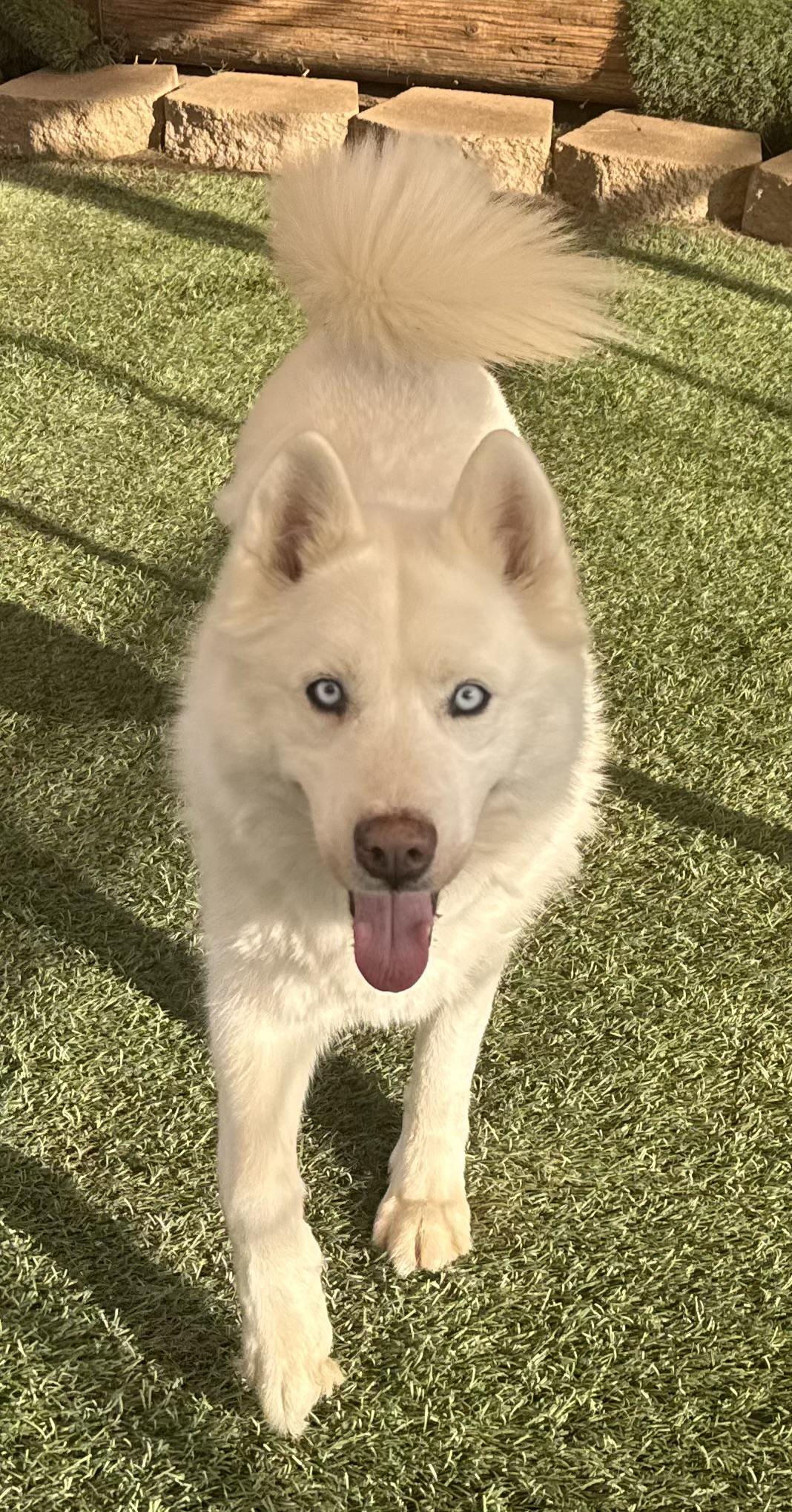 Aspen Chewy