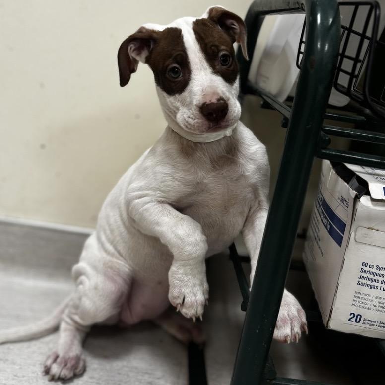 Enlarge Havarti, a Adoptable mixed breed in Shinnston, WV image 1/2