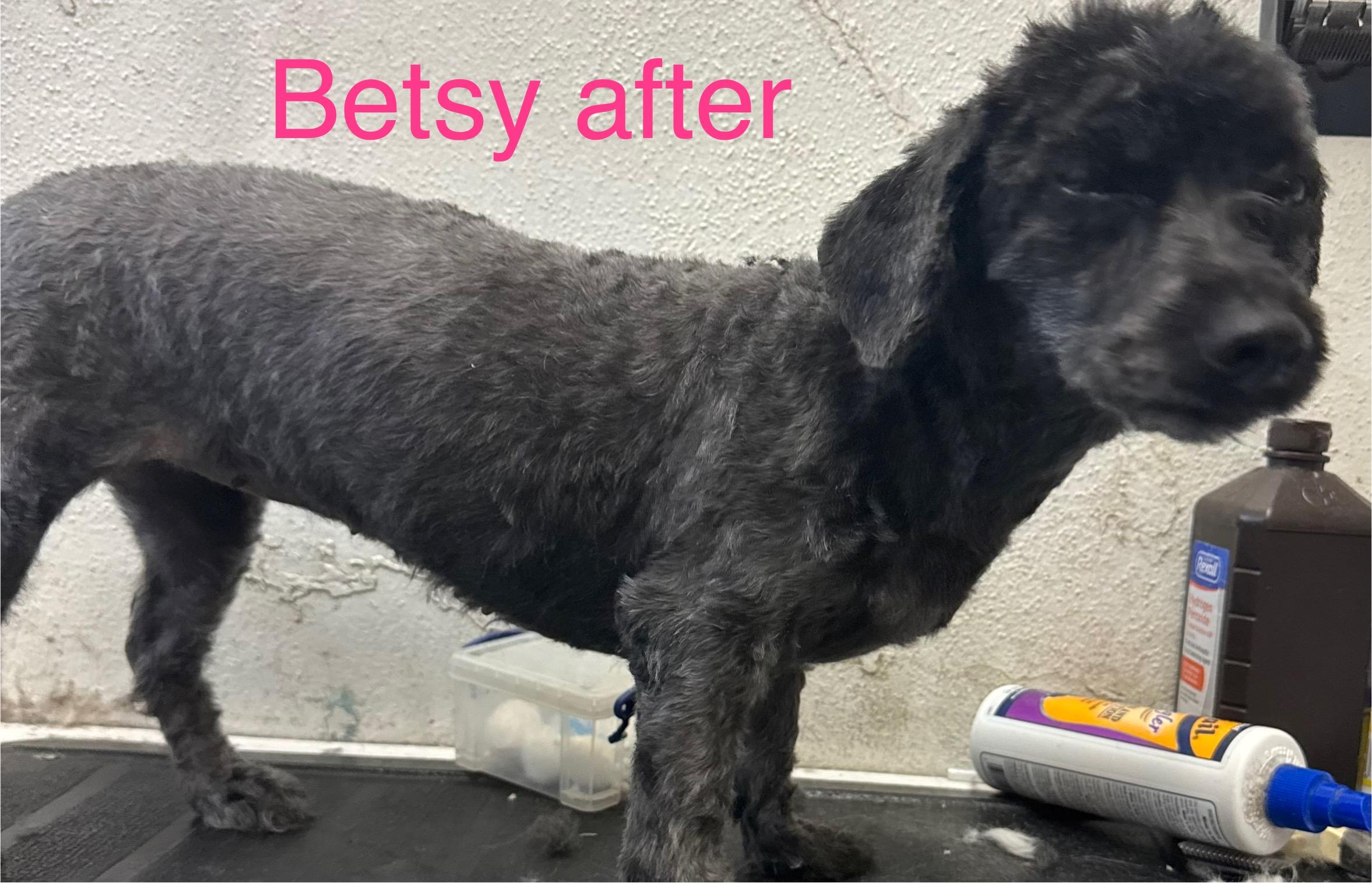 Betsy, a Adoptable mixed breed image 1/2